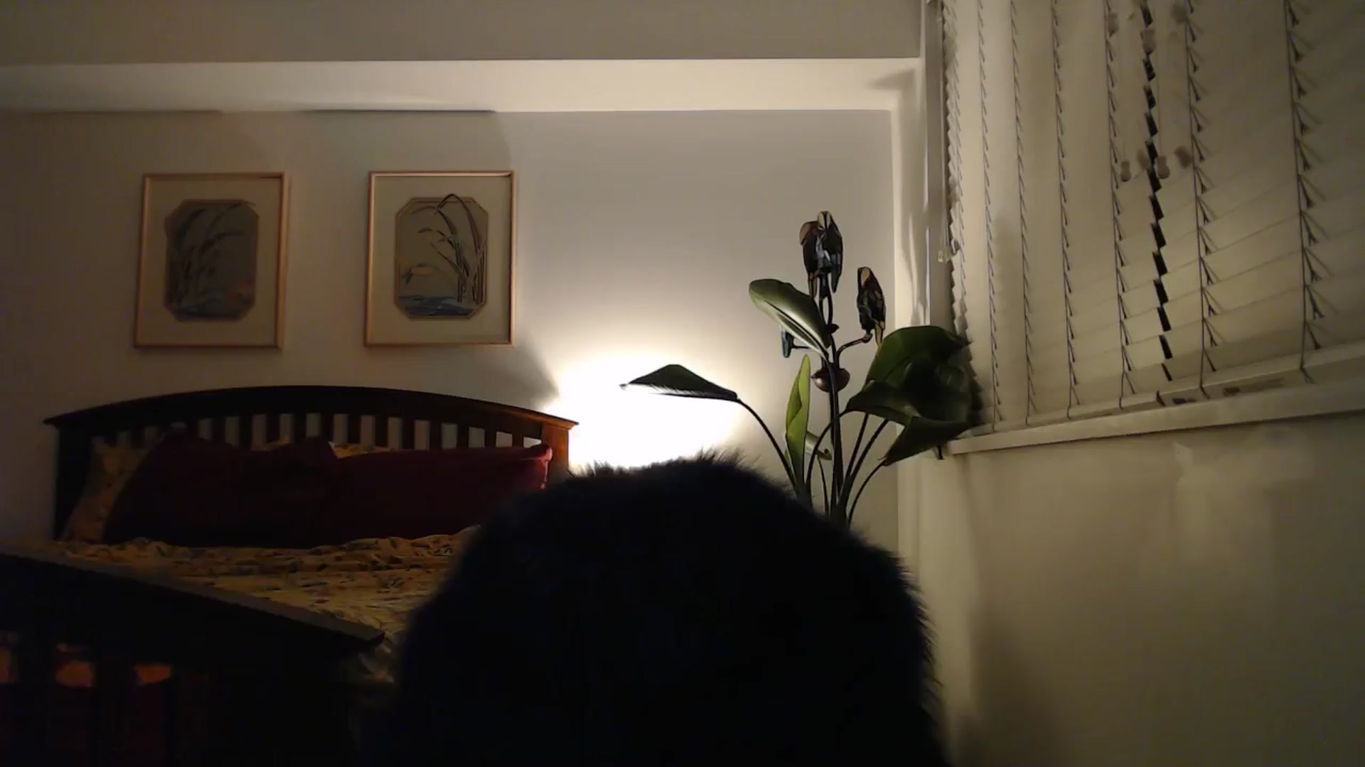 Gallery image thumbnail from NahlaHoney's myfreecams stream on, 09/02/2024, 05:14 image 8 of 20