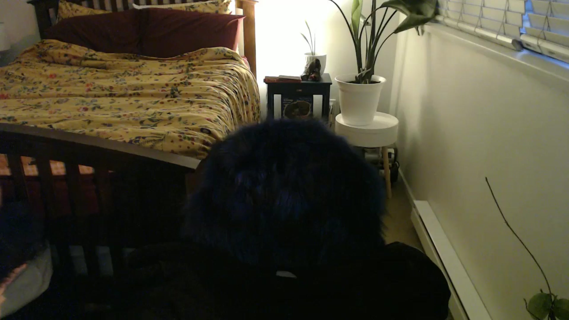 Gallery image thumbnail from NahlaHoney's myfreecams stream on, 09/09/2024, 03:58 image 12 of 20