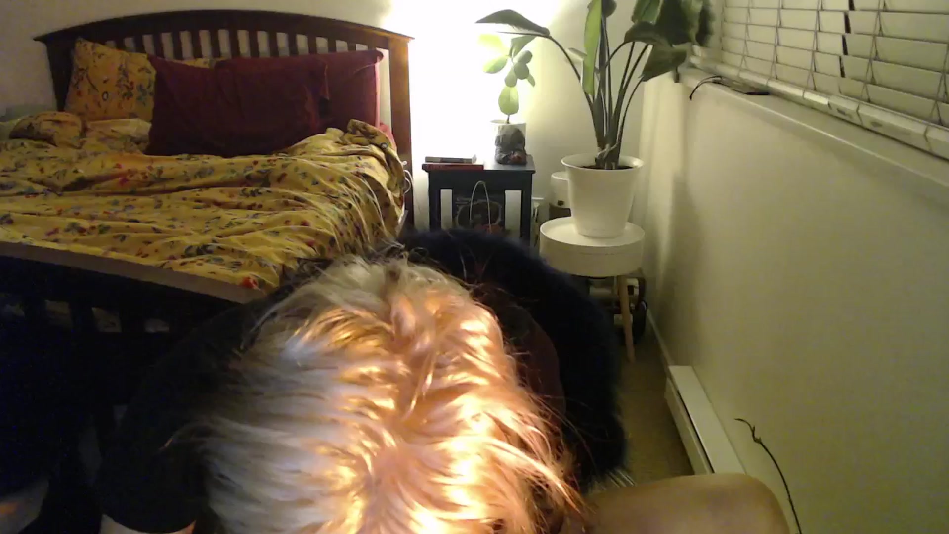 Gallery image thumbnail from NahlaHoney's myfreecams stream on, 10/23/2024, 03:36 image 1 of 20