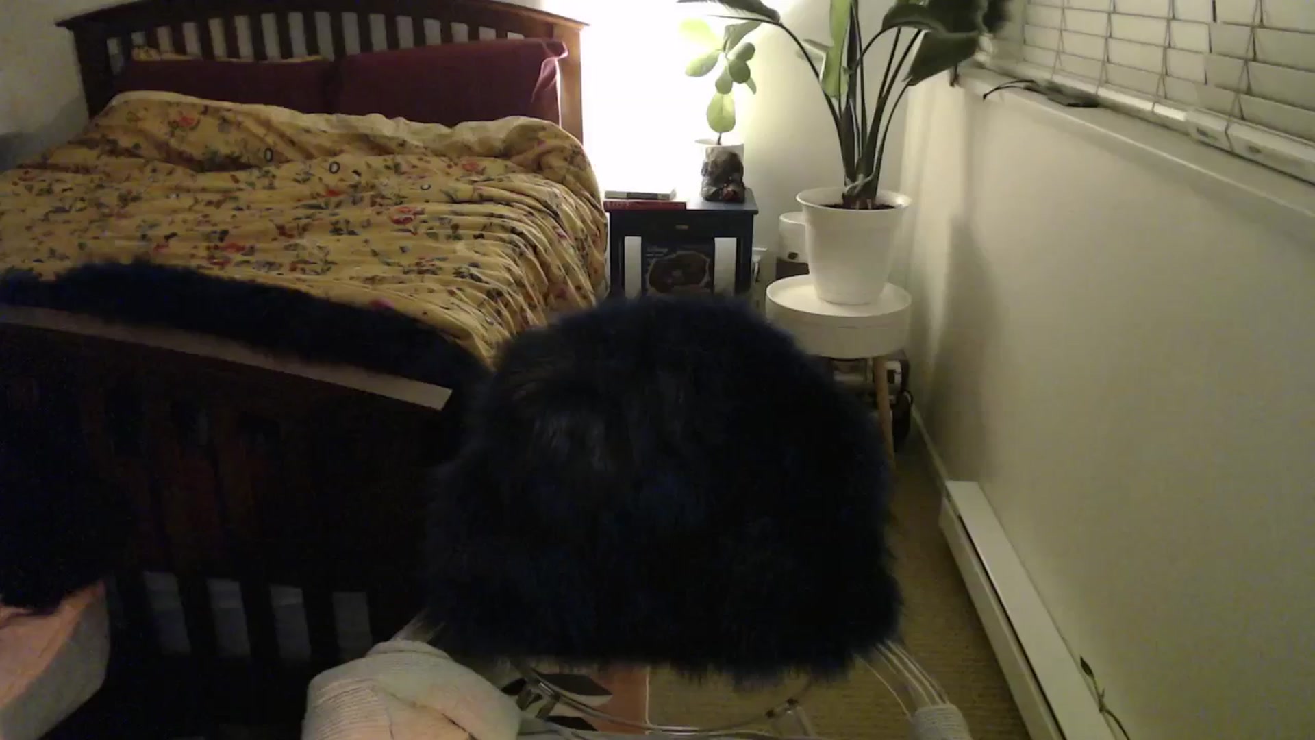 Gallery image thumbnail from NahlaHoney's myfreecams stream on, 11/13/2024, 05:25 image 8 of 20