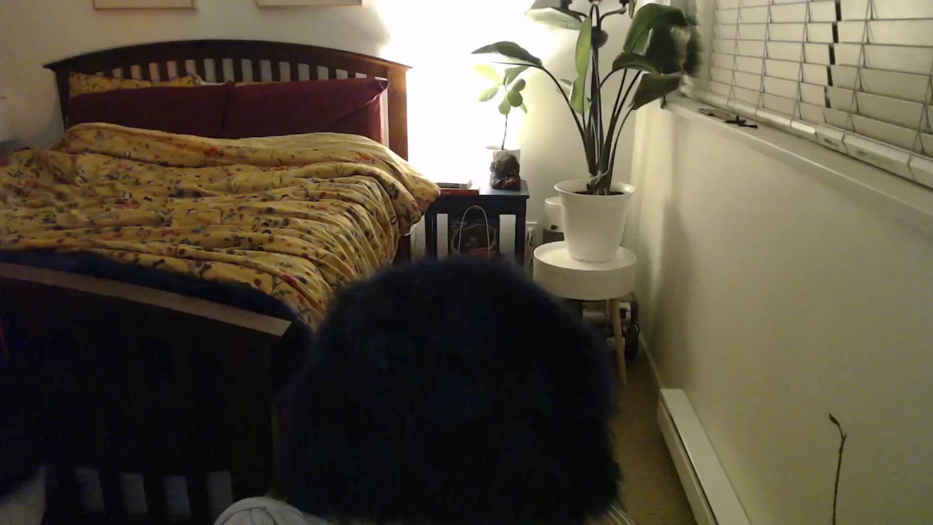 Gallery image thumbnail from NahlaHoney's myfreecams stream on, 11/23/2024, 04:16 image 4 of 20
