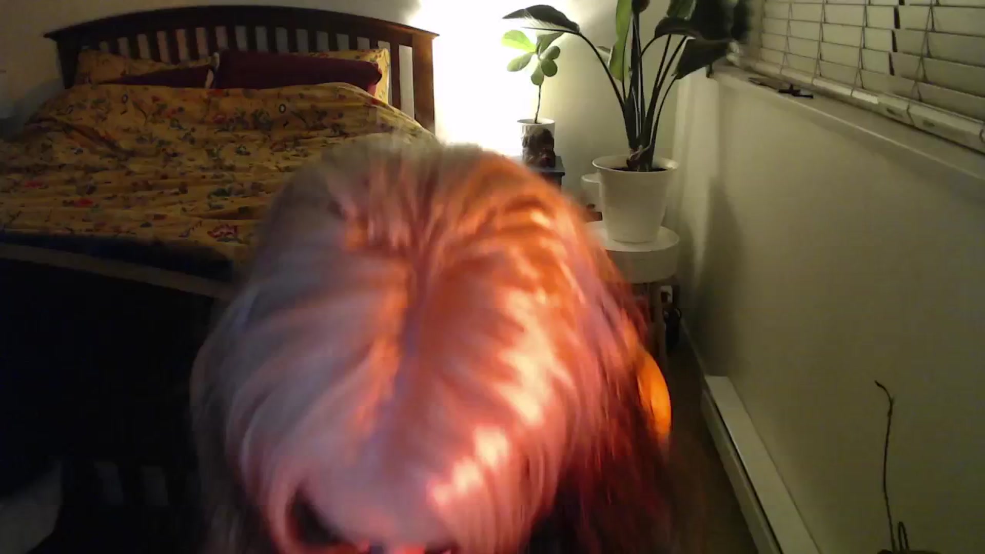 Gallery image thumbnail from NahlaHoney's myfreecams stream on, 11/27/2024, 04:06 image 16 of 20
