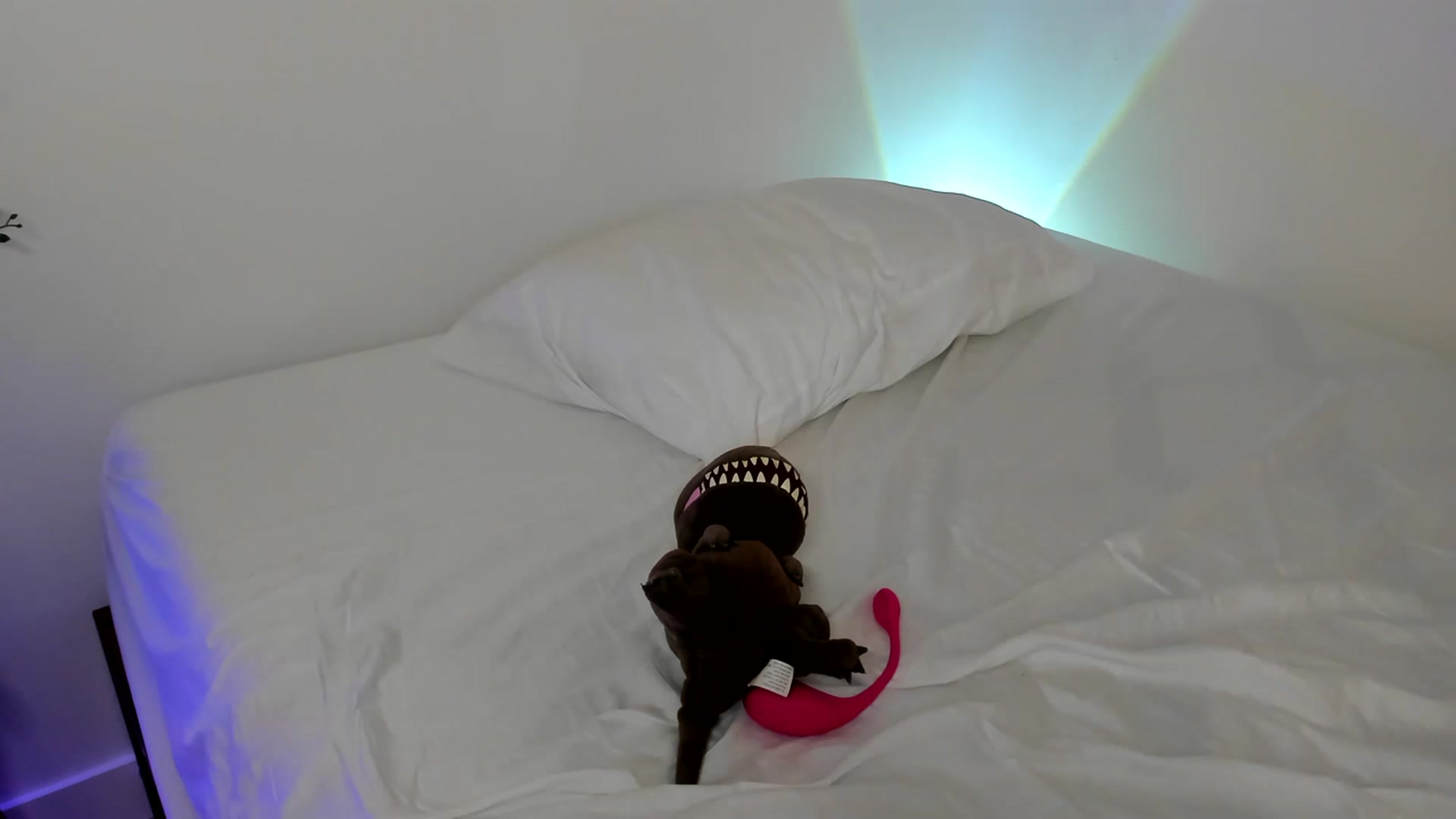 Gallery image thumbnail from Nancy_Morris's myfreecams stream on, 05/11/2023, 06:34 image 19 of 20