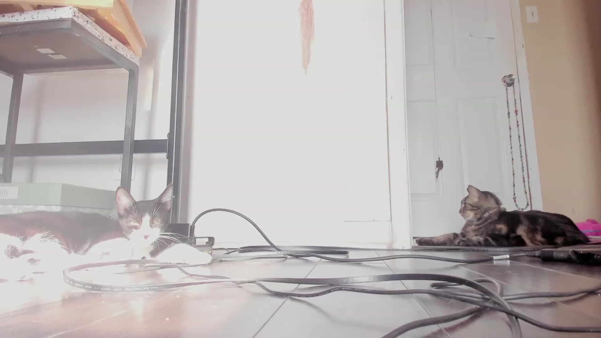 Gallery image thumbnail from NaomiDee's myfreecams stream on, 06/24/2023, 14:55 image 12 of 20