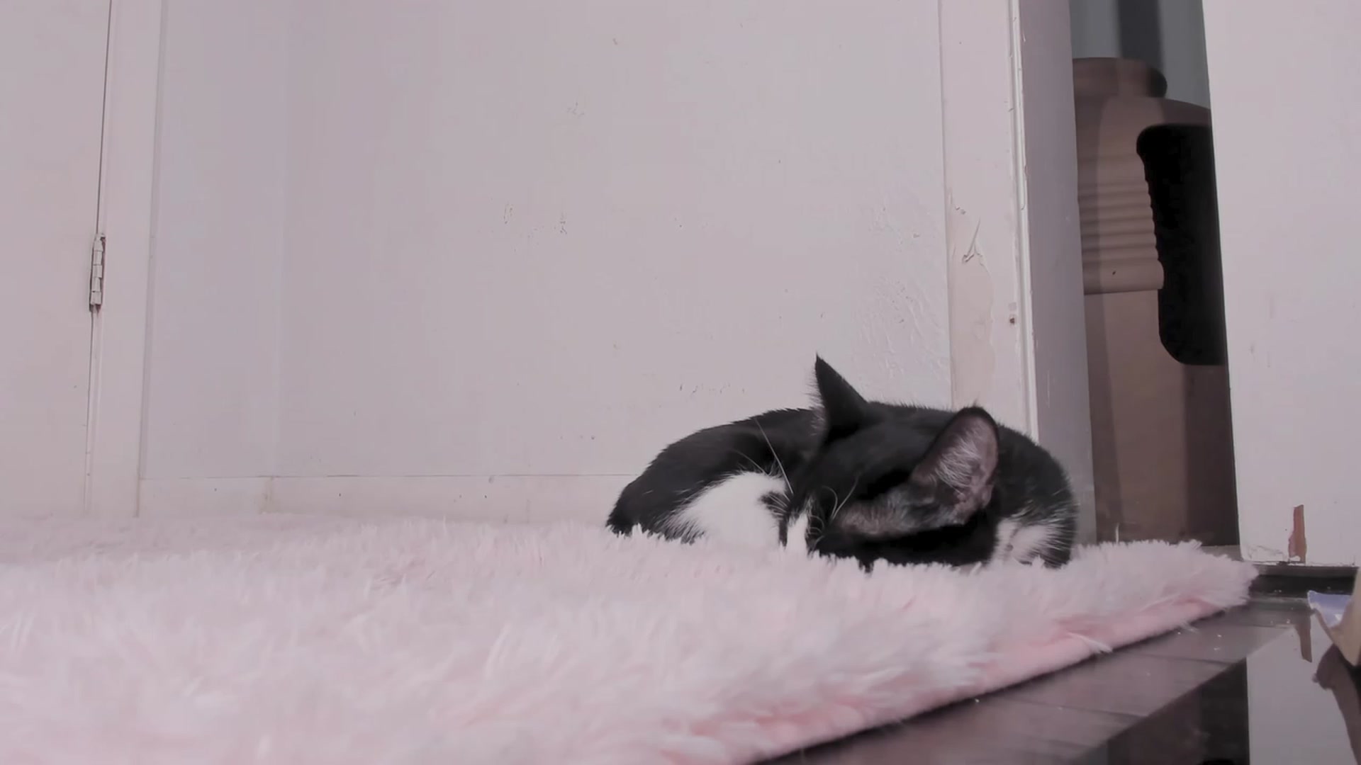 Gallery image thumbnail from NaomiDee's myfreecams stream on, 09/25/2023, 03:09 image 15 of 20