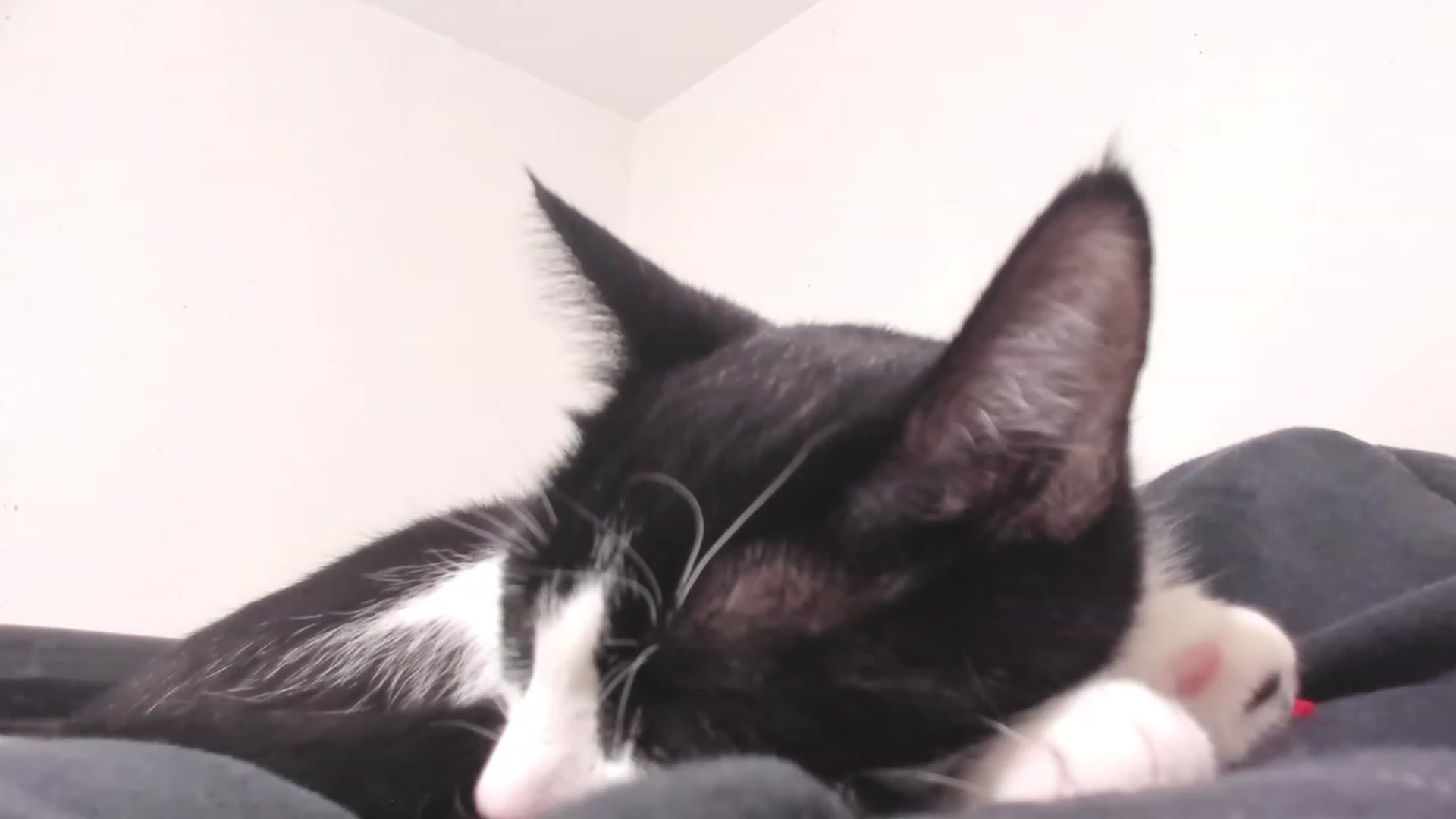 Gallery image thumbnail from NaomiDee's myfreecams stream on, 10/09/2023, 05:44 image 20 of 20