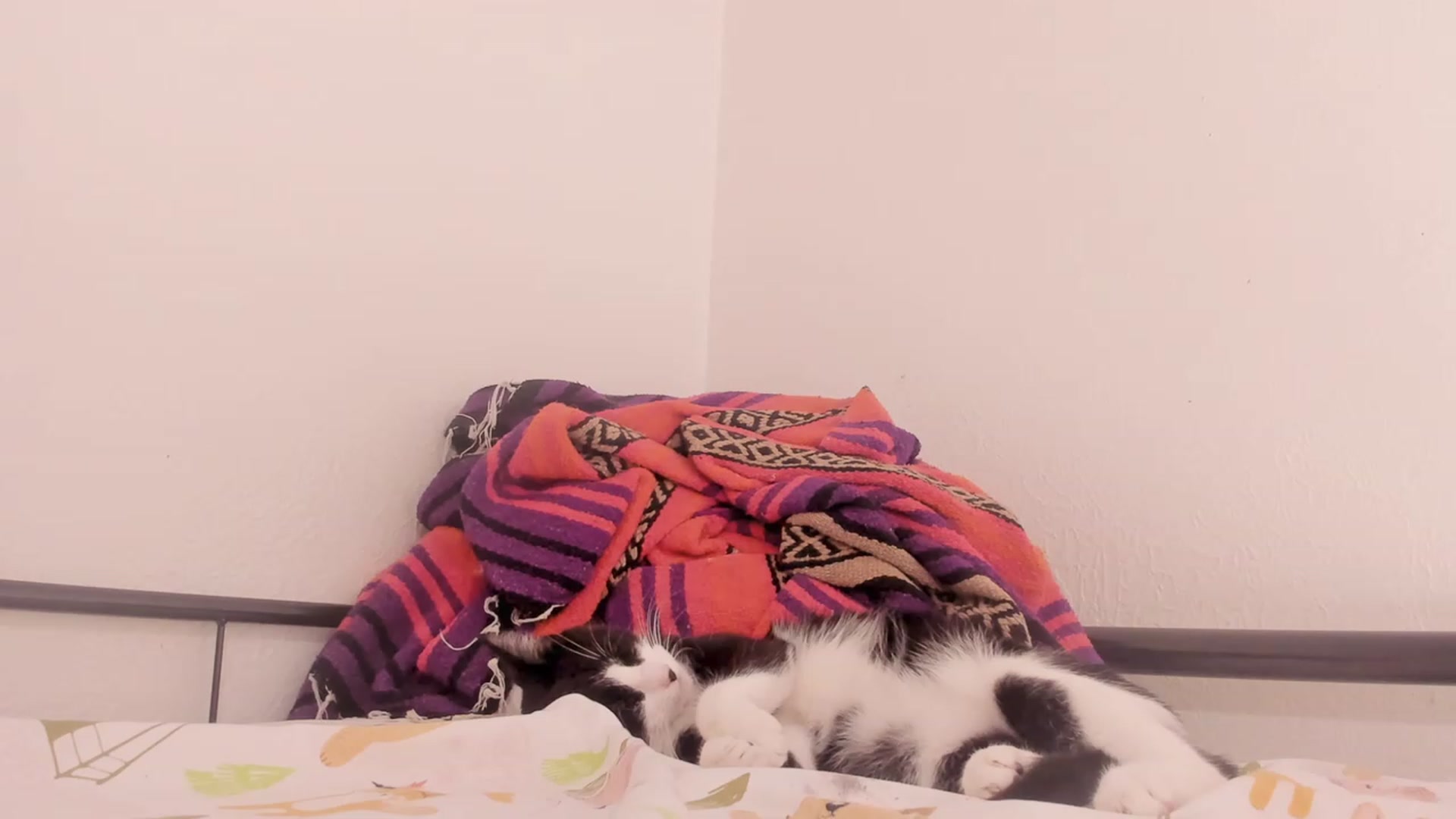 Gallery image thumbnail from NaomiDee's myfreecams stream on, 01/31/2024, 05:19 image 19 of 20