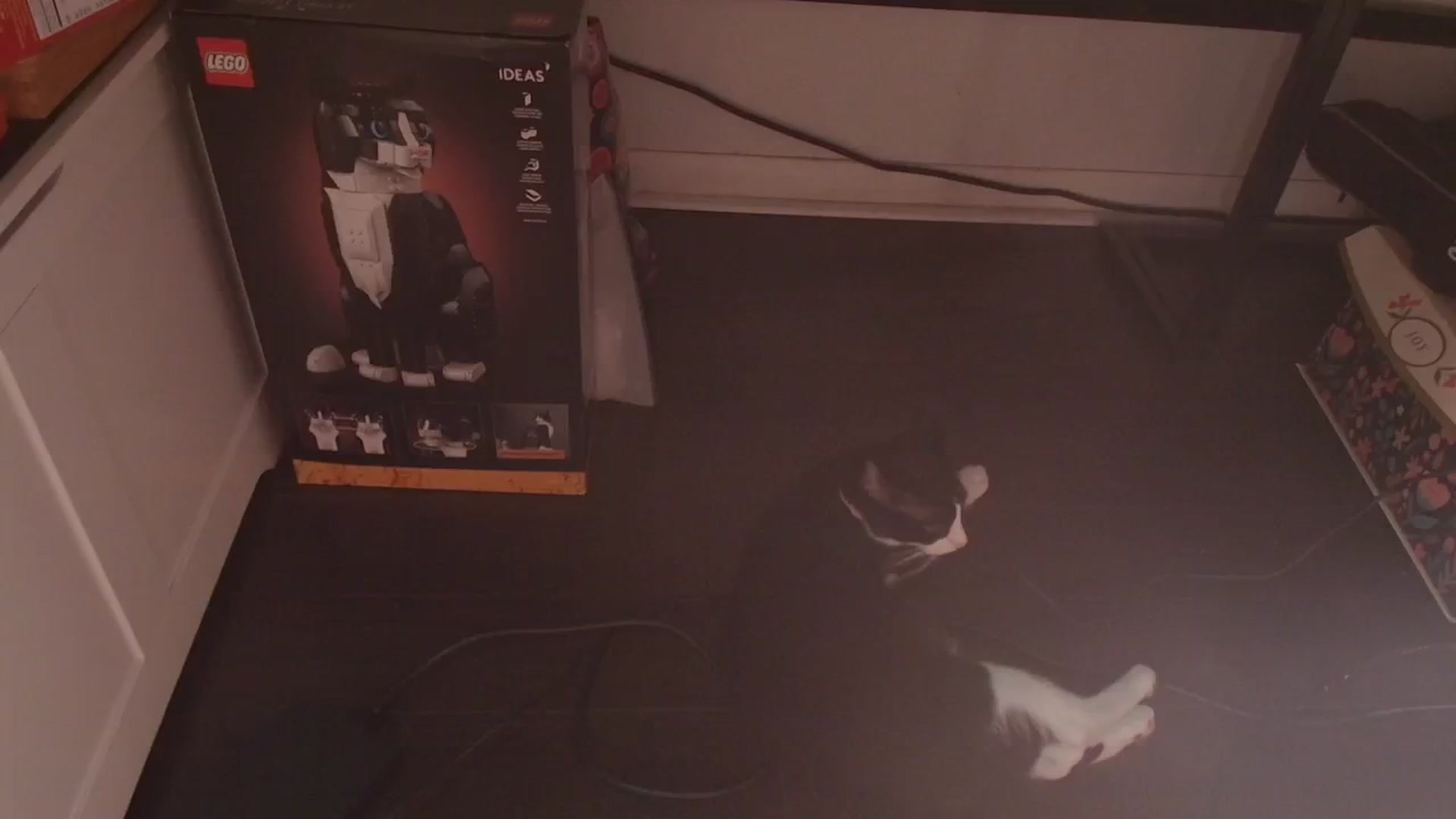 Gallery image thumbnail from NaomiDee's myfreecams stream on, 06/10/2024, 03:18 image 18 of 20