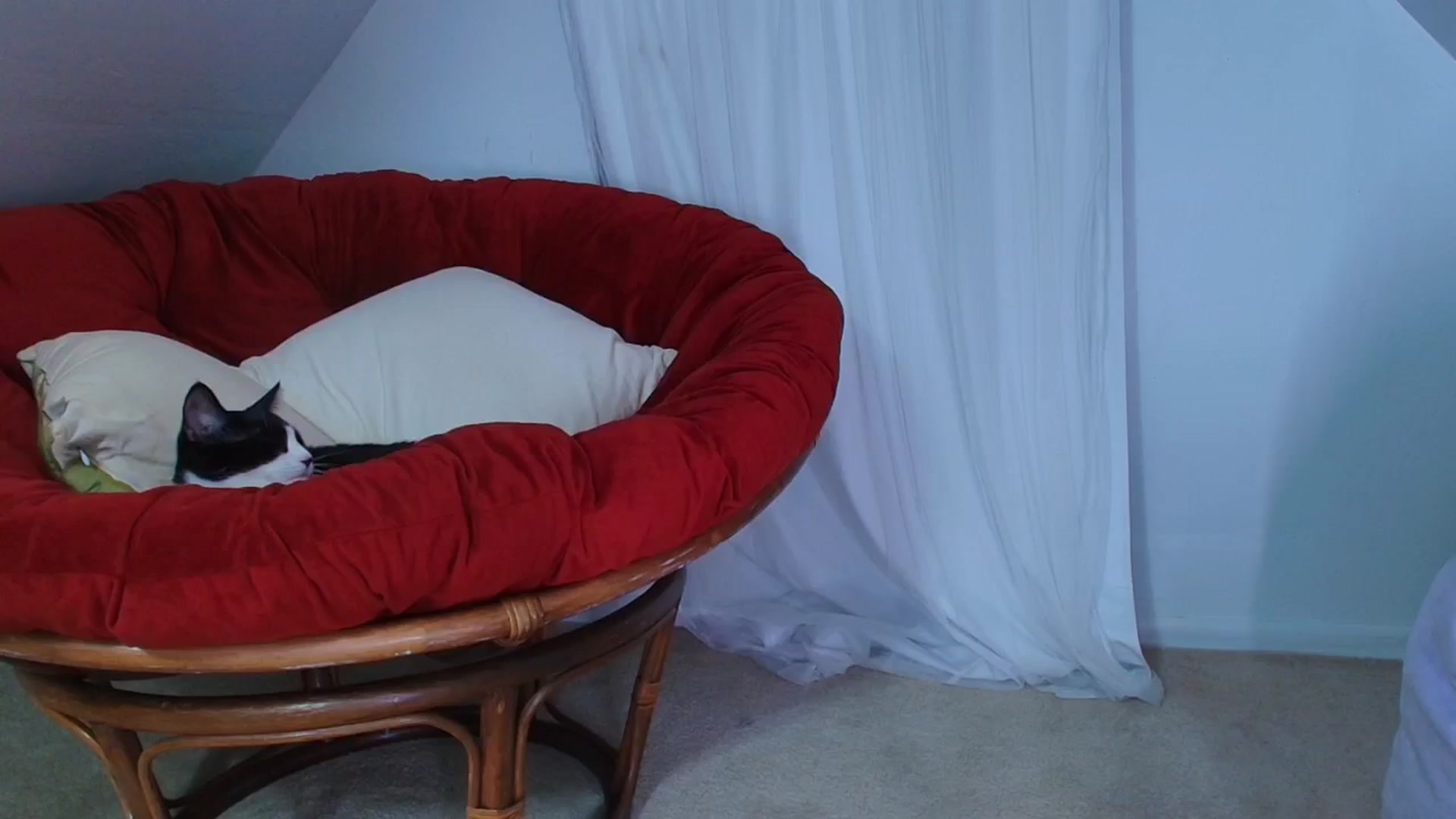 Gallery image thumbnail from NaomiDee's myfreecams stream on, 10/07/2024, 07:47 image 10 of 20