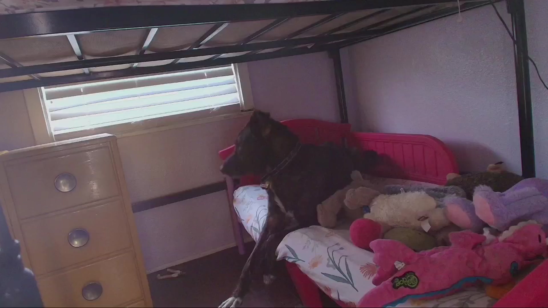 Gallery image thumbnail from NaomiDee's myfreecams stream on, 07/09/2025, 03:45 image 3 of 20