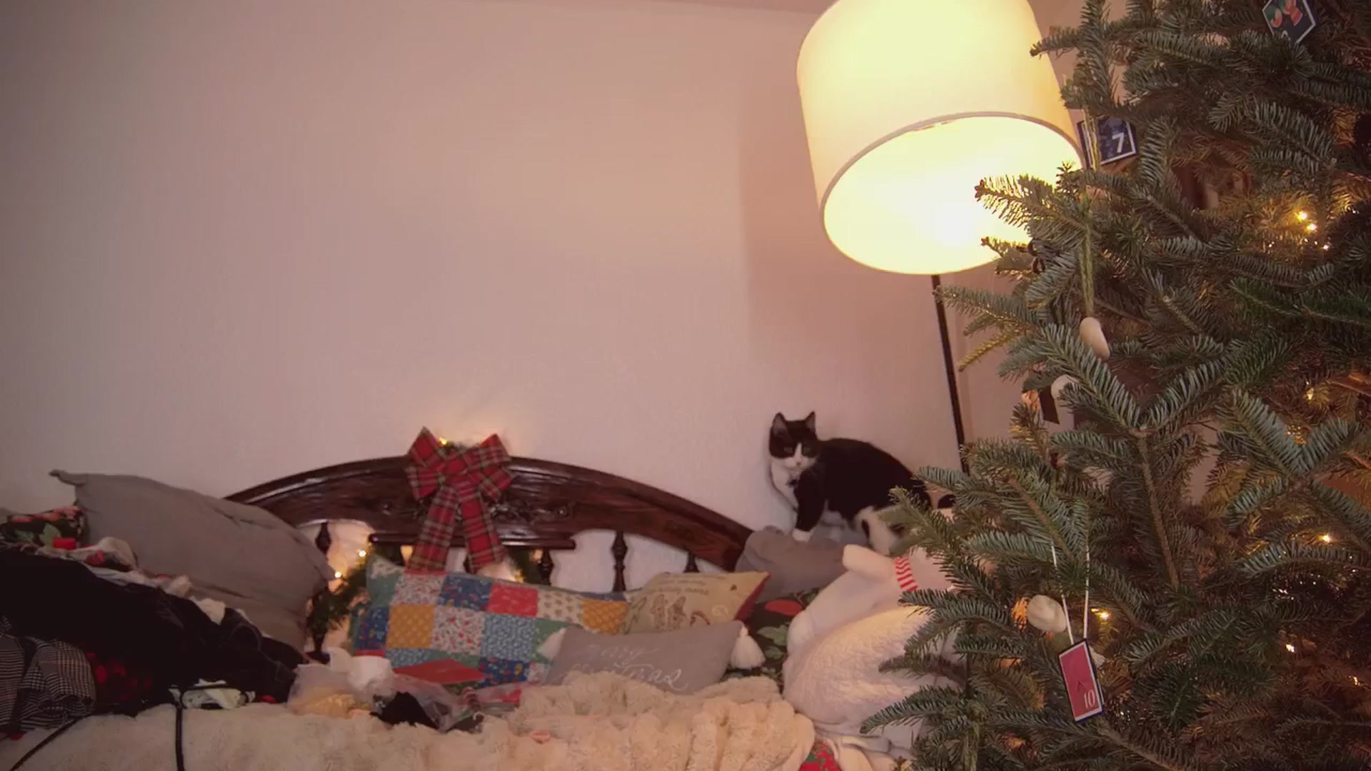 Gallery image thumbnail from NaomiDee's myfreecams stream on, 12/17/2025, 09:15 image 2 of 20