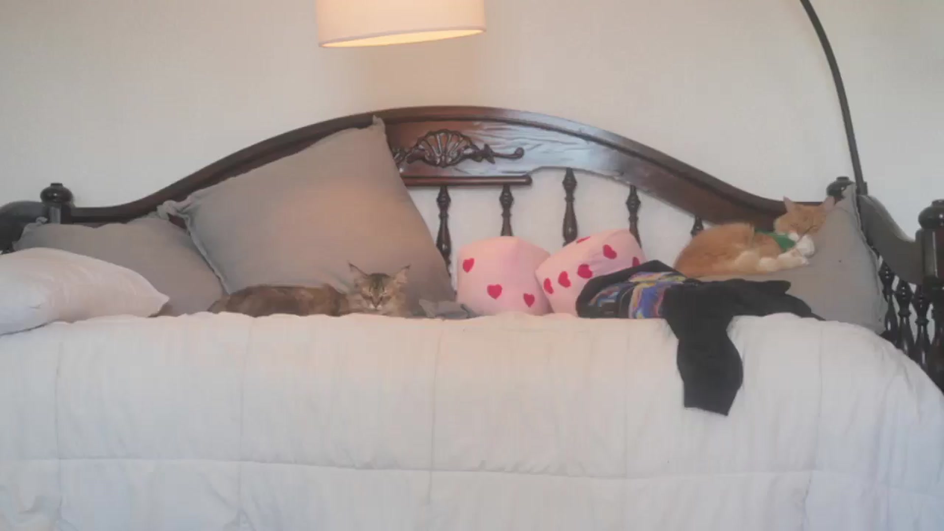 Gallery image thumbnail from NaomiDee's myfreecams stream on, 01/26/2026, 23:01 image 9 of 20