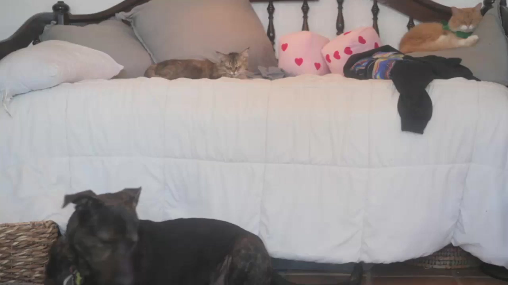 Gallery image thumbnail from NaomiDee's myfreecams stream on, 01/26/2026, 23:01 image 5 of 20