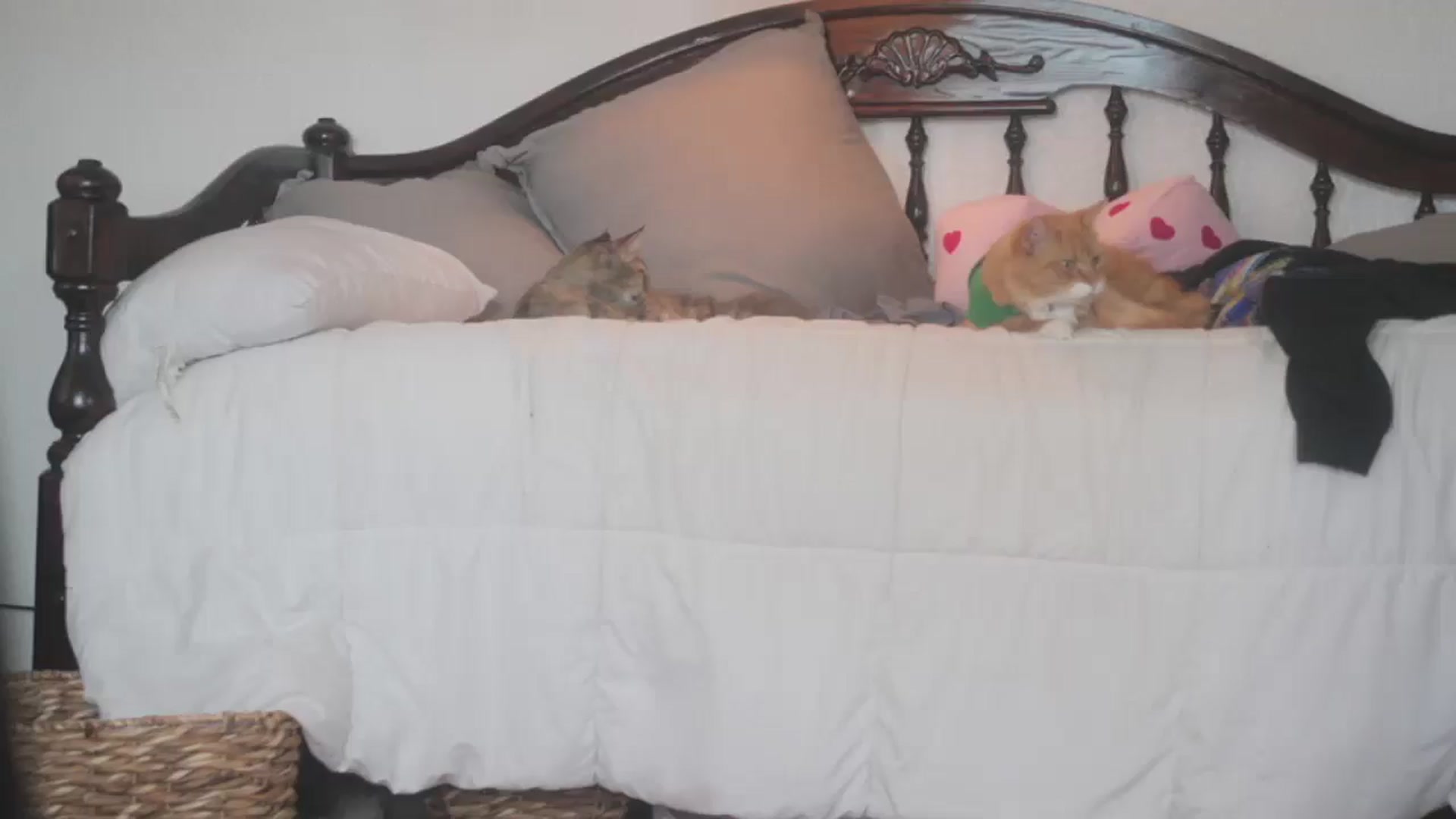 Gallery image thumbnail from NaomiDee's myfreecams stream on, 01/26/2026, 23:29 image 2 of 20