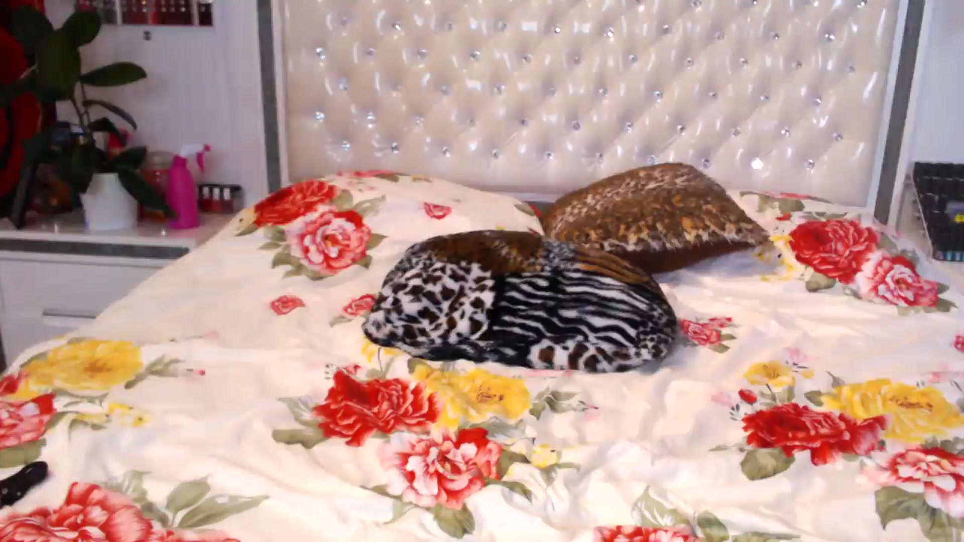 Gallery image thumbnail from NikkyCZ's myfreecams stream on, 05/26/2025, 15:44 image 20 of 20