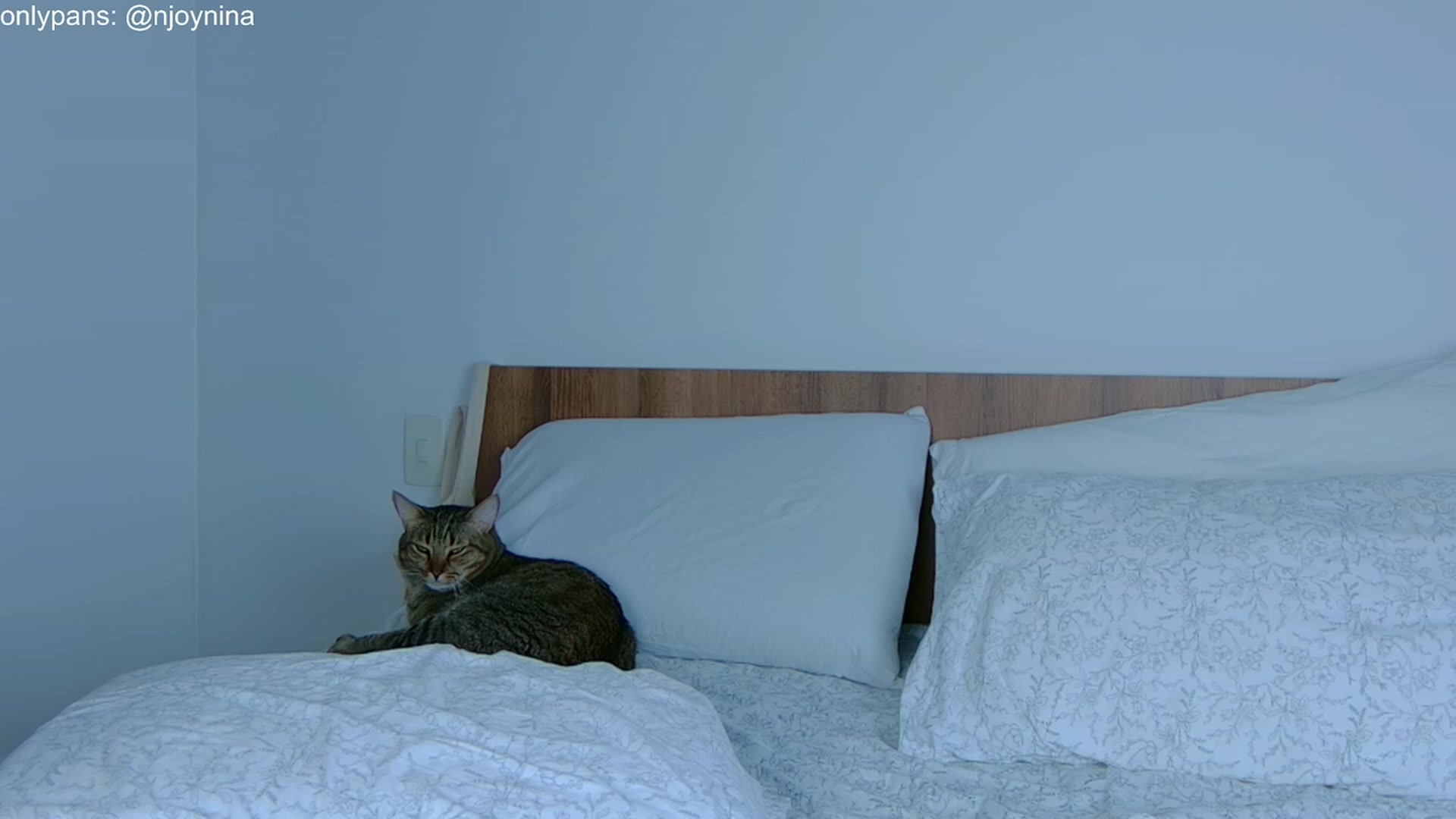 Gallery image thumbnail from Ninajoyy's myfreecams stream on, 12/29/2023, 20:42 image 11 of 20