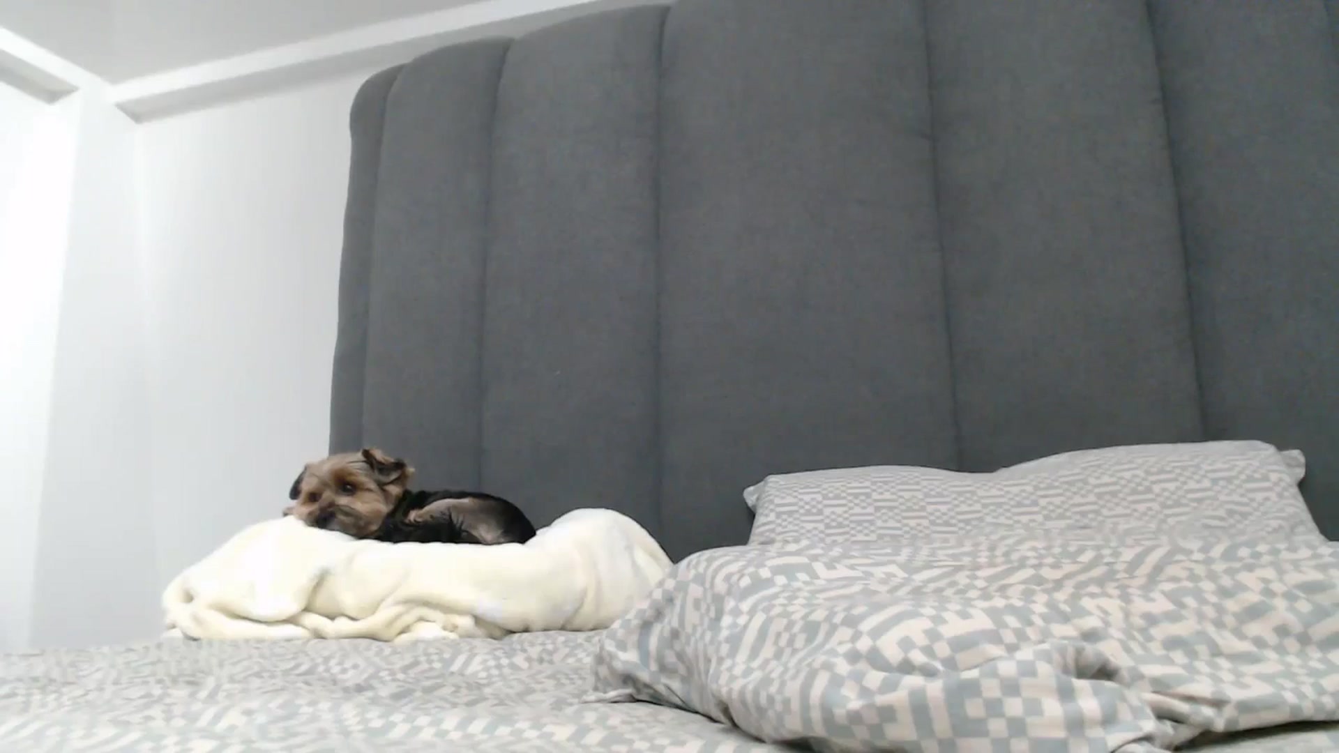 Gallery image thumbnail from NormalGirl's myfreecams stream on, 04/26/2025, 13:36 image 8 of 20