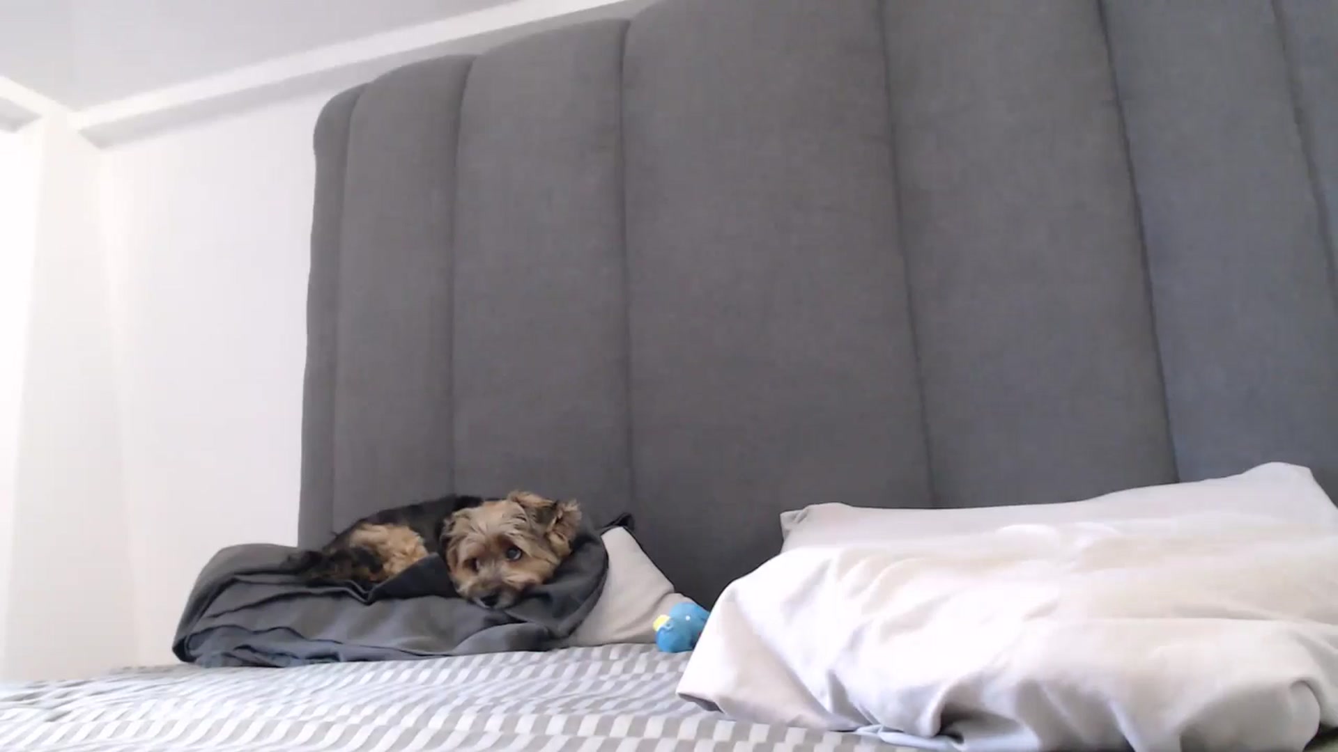 Gallery image thumbnail from NormalGirl's myfreecams stream on, 07/29/2025, 11:23 image 4 of 20