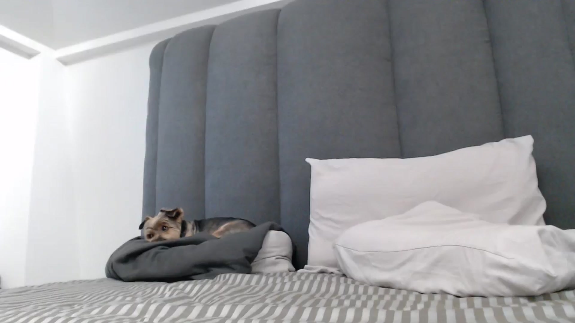 Gallery image thumbnail from NormalGirl's myfreecams stream on, 07/31/2025, 13:26 image 15 of 20