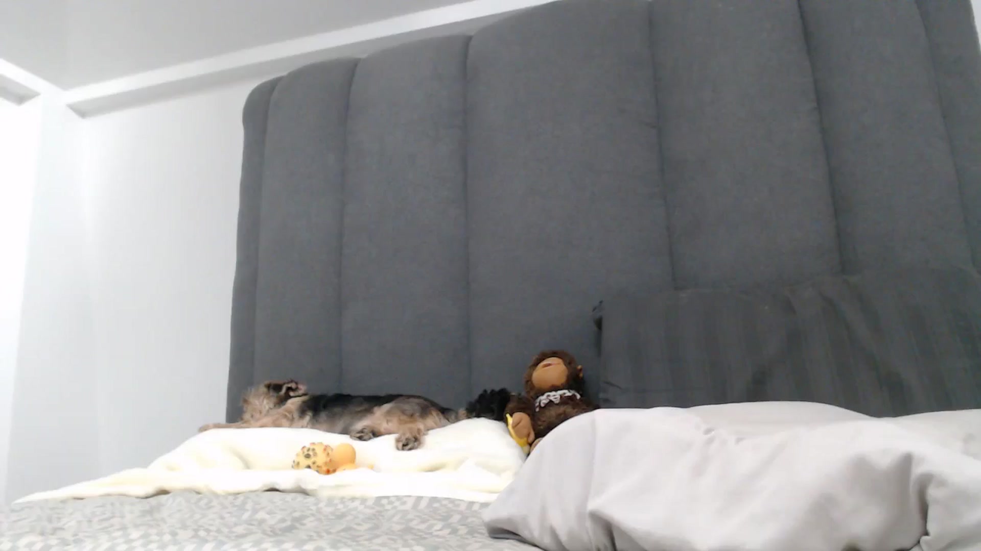 Gallery image thumbnail from NormalGirl's myfreecams stream on, 09/25/2025, 13:08 image 18 of 20