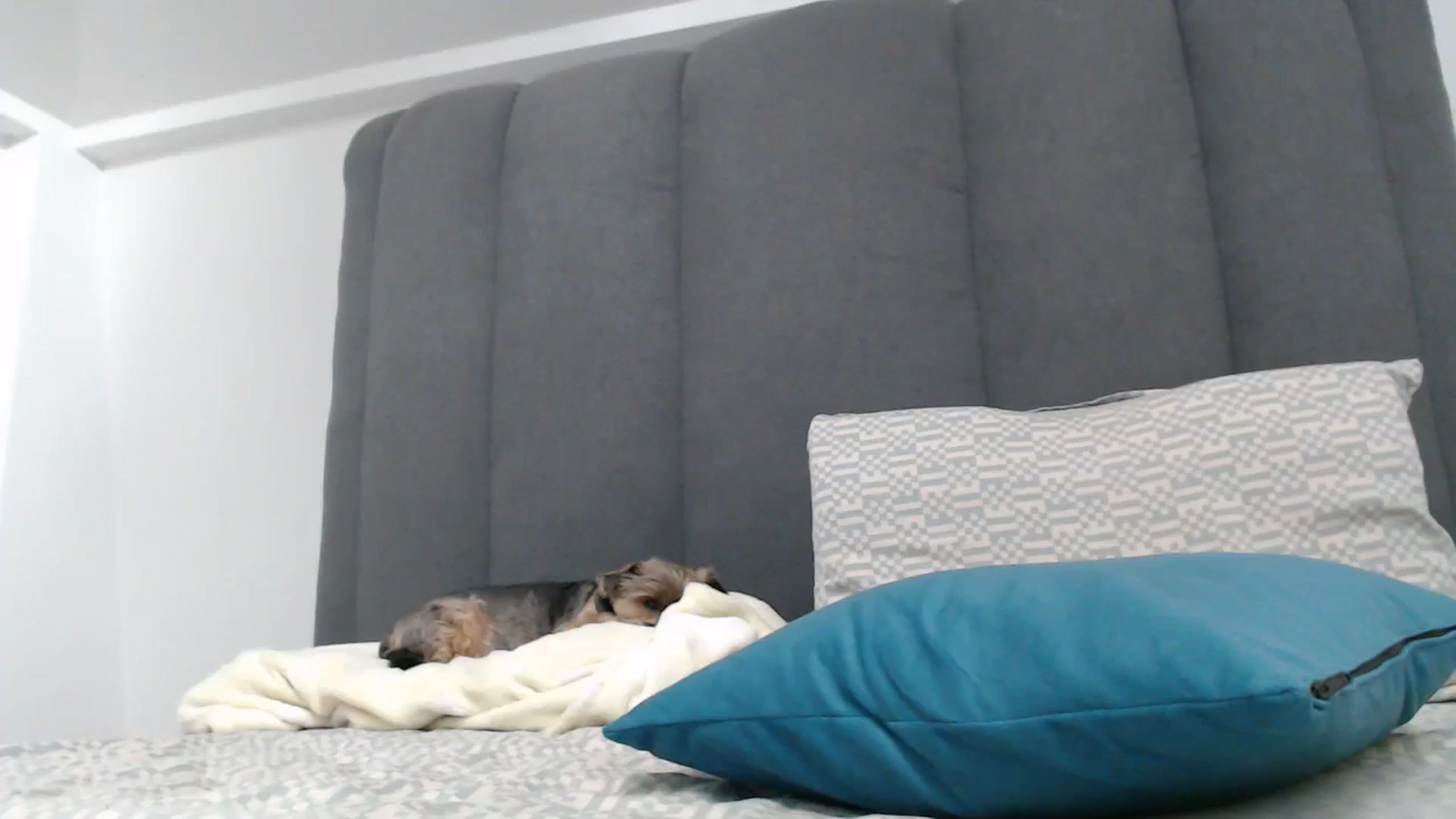 Gallery image thumbnail from NormalGirl's myfreecams stream on, 12/10/2025, 06:50 image 17 of 20