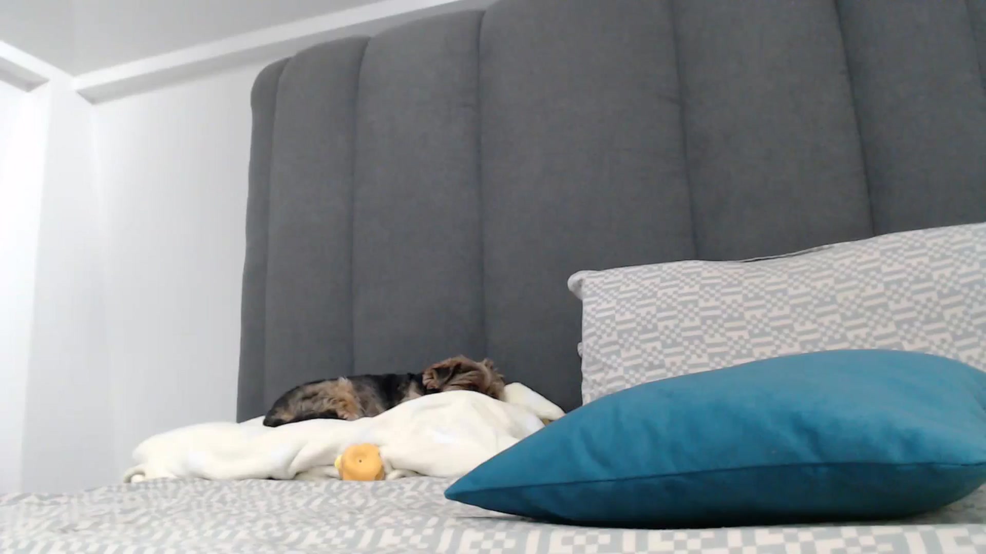 Gallery image thumbnail from NormalGirl's myfreecams stream on, 12/29/2025, 13:29 image 20 of 20