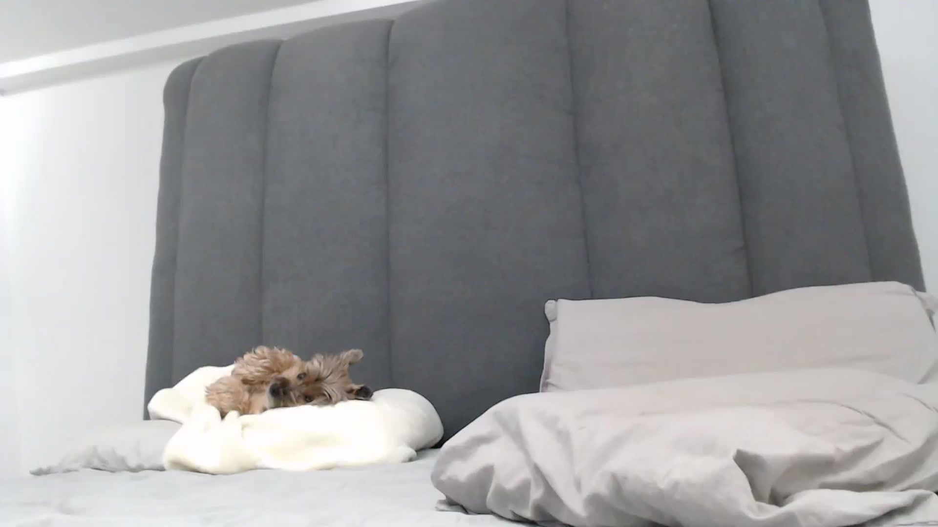 Gallery image thumbnail from NormalGirl's myfreecams stream on, 01/15/2026, 06:24 image 5 of 20