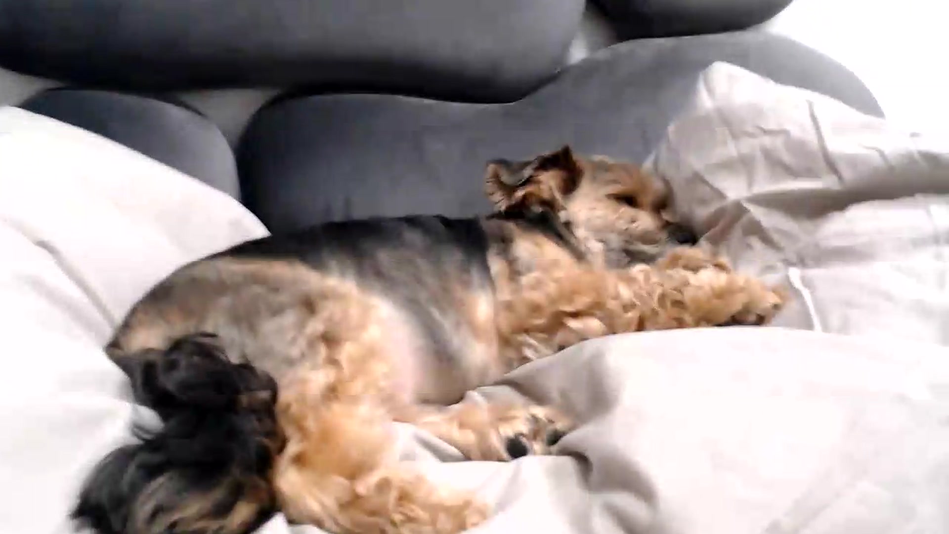 Gallery image thumbnail from NormalGirl's myfreecams stream on, 05/23/2026, 14:56 image 4 of 20
