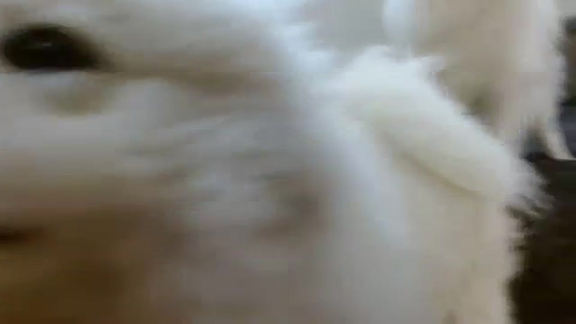 Gallery image thumbnail from NotGood's myfreecams stream on, 08/04/2023, 14:29 image 13 of 20