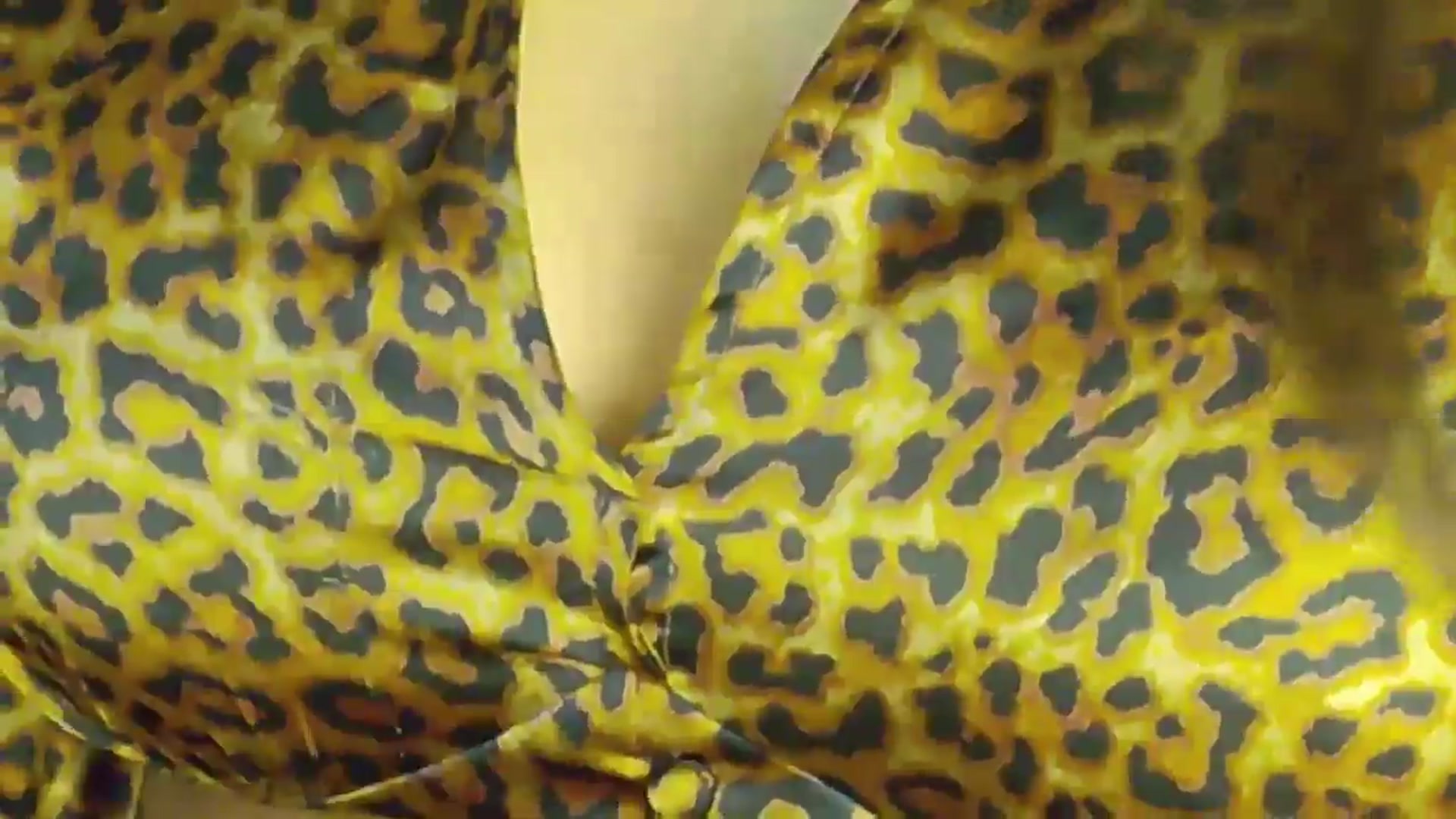 Gallery image thumbnail from NotVanilla's myfreecams stream on, 11/29/2025, 02:16 image 8 of 20