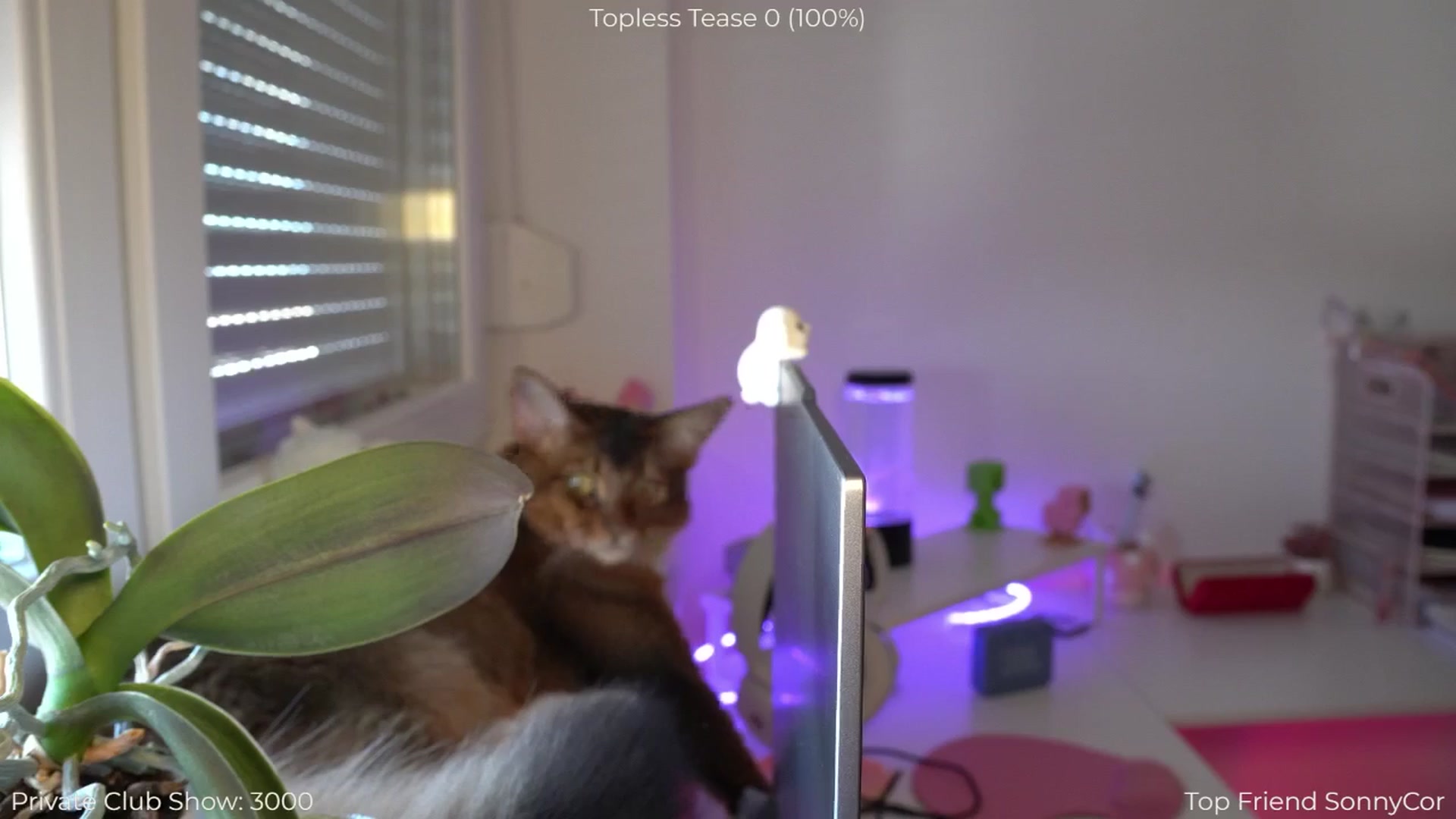 Gallery image thumbnail from NotYourNaomi's myfreecams stream on, 09/02/2025, 07:26 image 13 of 20