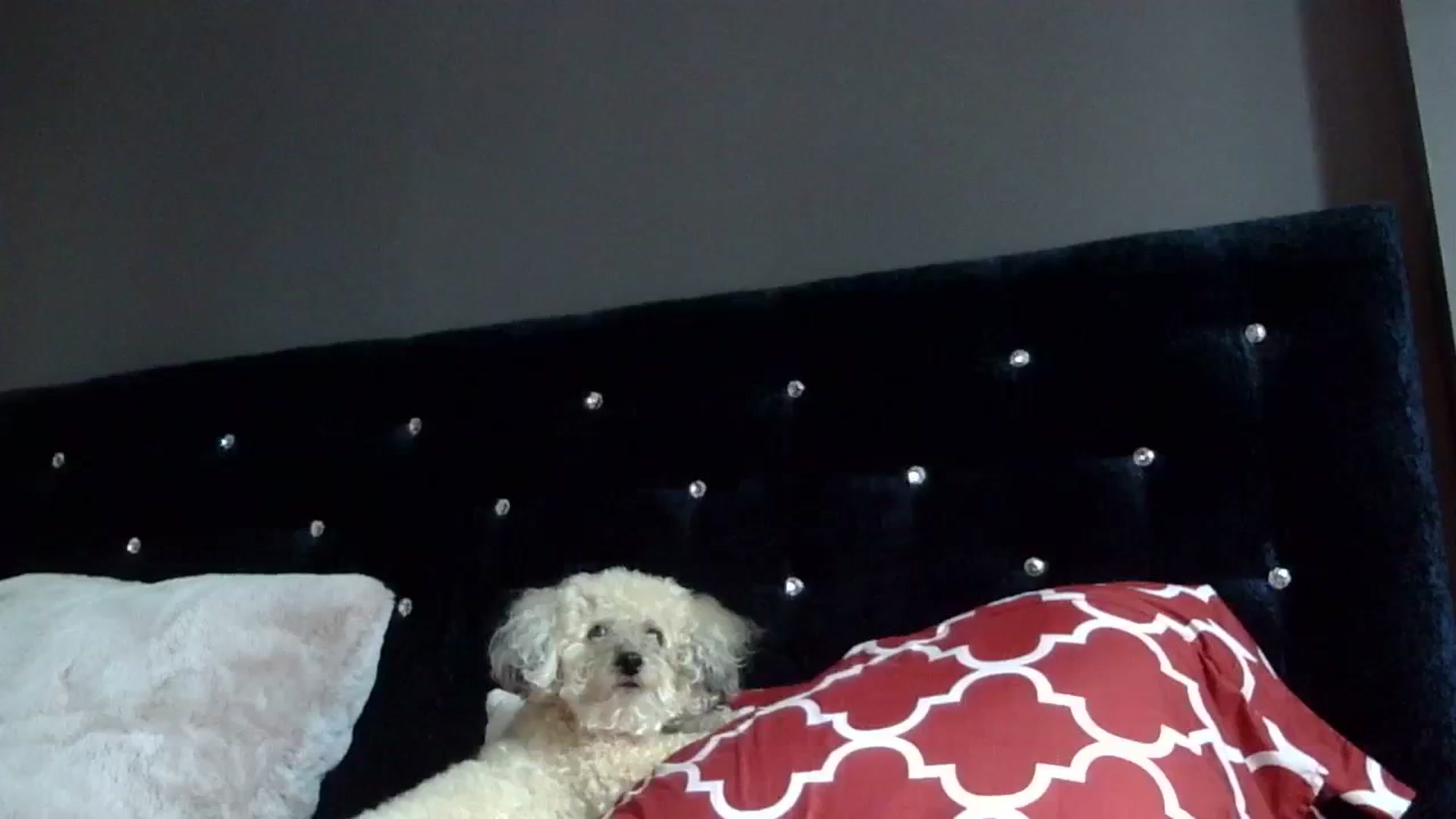 Gallery image thumbnail from Orchid_Kitty's myfreecams stream on, 09/08/2023, 18:06 image 1 of 20