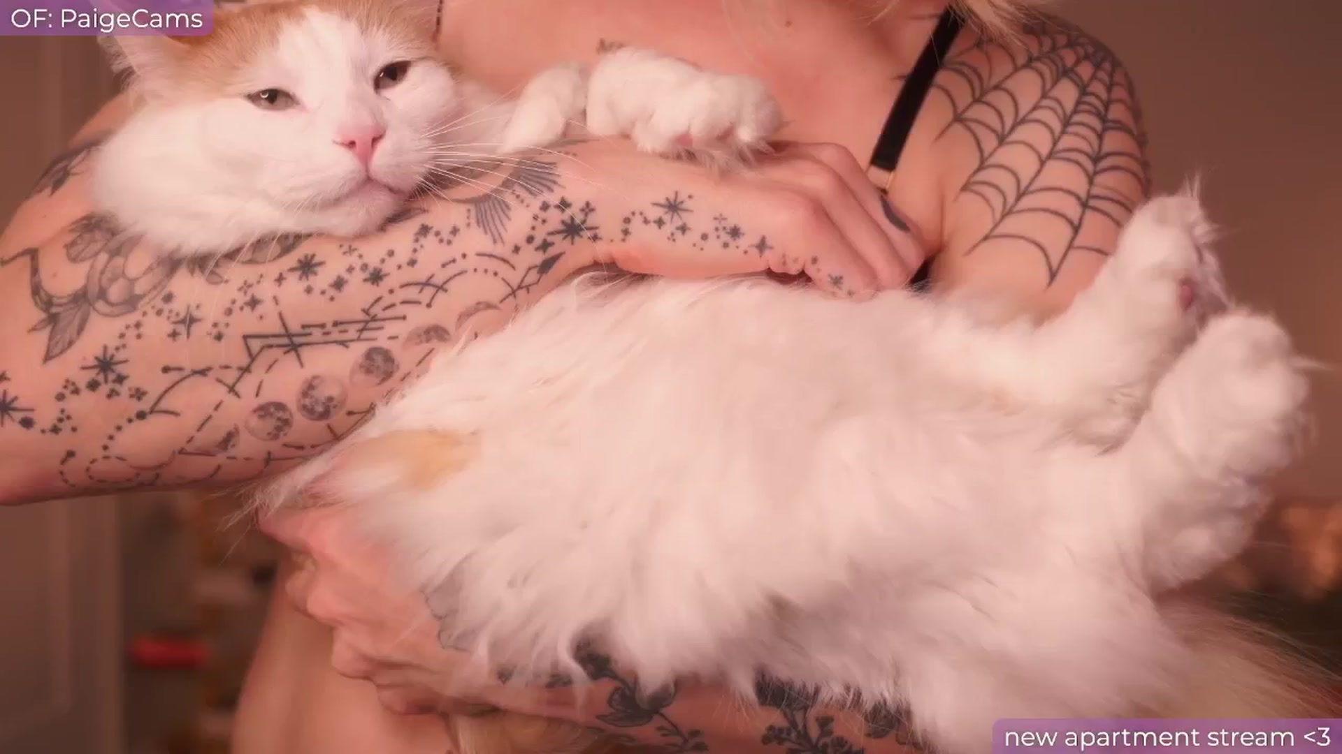 Gallery image thumbnail from Paige's myfreecams stream on, 10/22/2024, 03:41 image 3 of 20