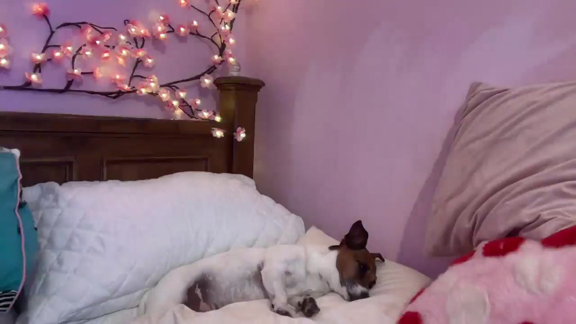 Gallery image thumbnail from Pandabella's myfreecams stream on, 08/17/2025, 13:37 image 19 of 20