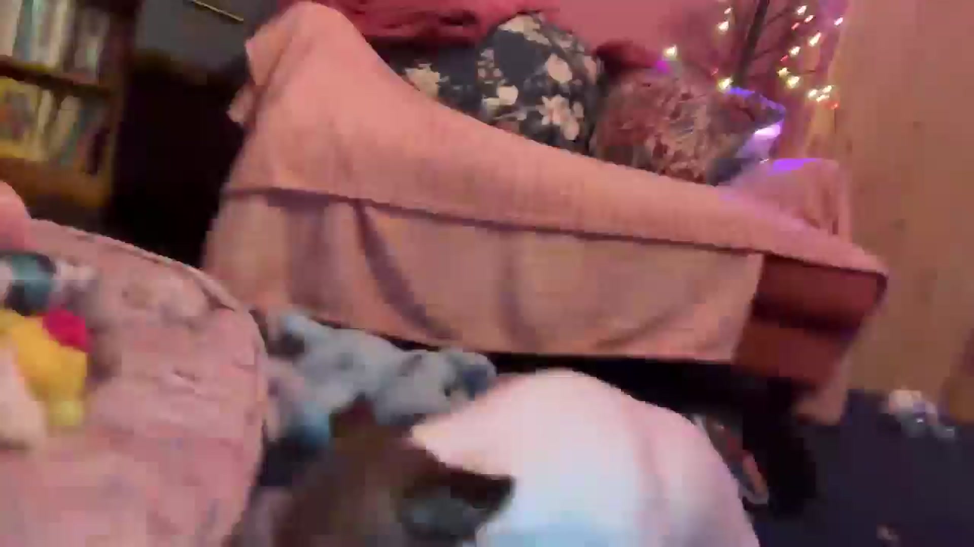 Gallery image thumbnail from Pandabella's myfreecams stream on, 01/02/2026, 02:45 image 17 of 20