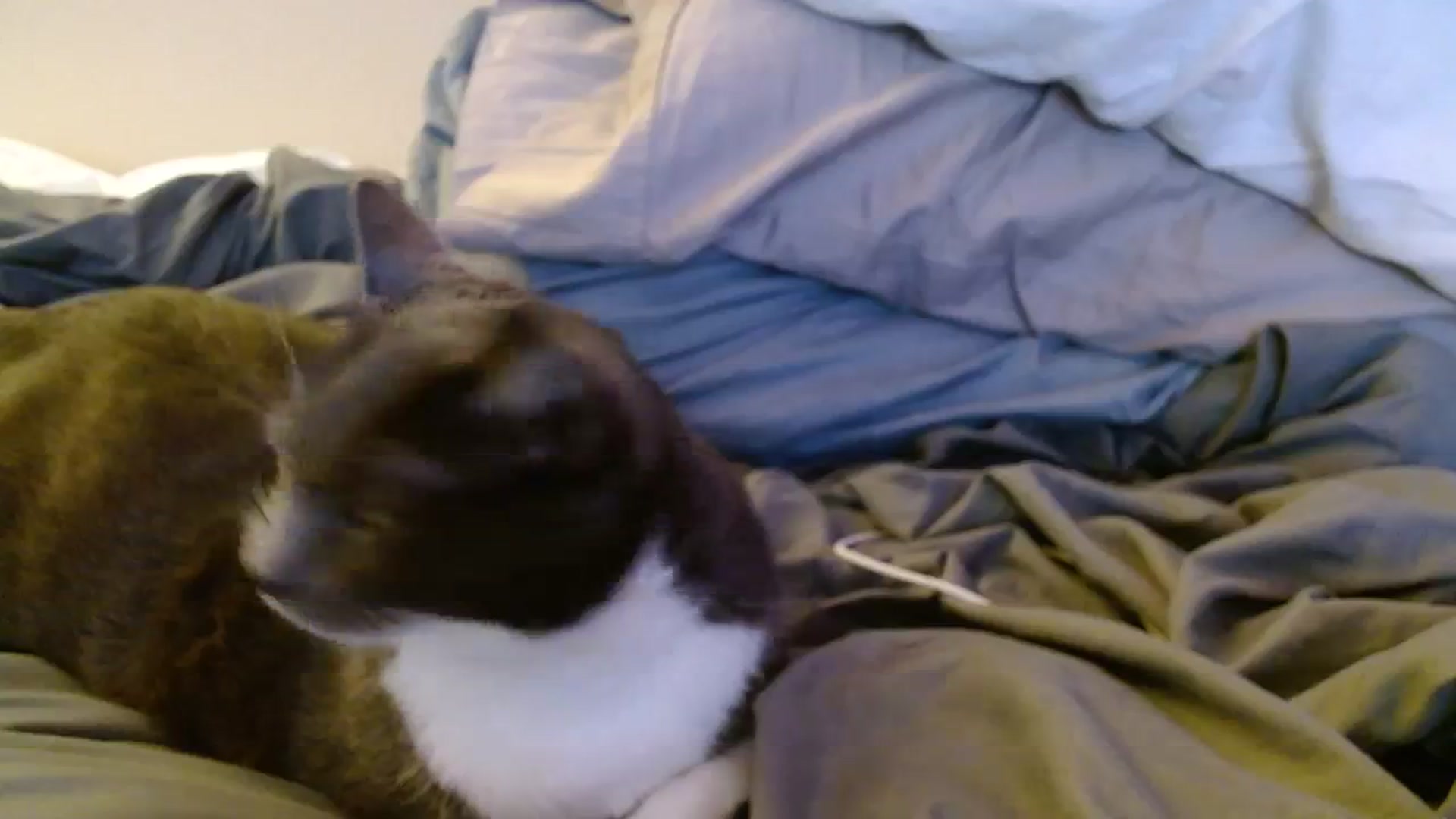 Gallery image thumbnail from PilloPrincess's myfreecams stream on, 03/16/2024, 11:03 image 17 of 20