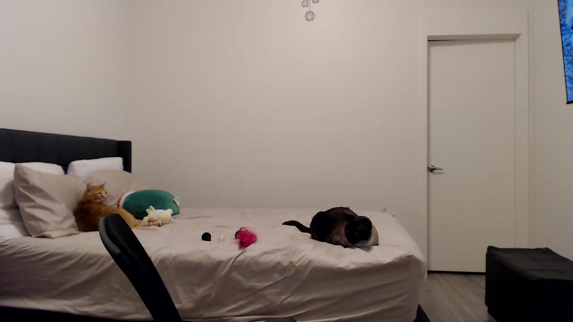 Gallery image thumbnail from Pixxxie's myfreecams stream on, 02/26/2023, 03:01 image 18 of 20