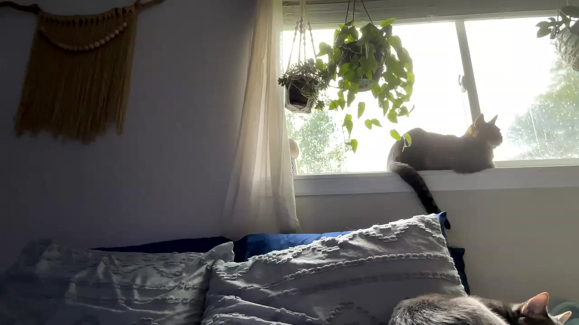 Gallery image thumbnail from Plantbabeee's myfreecams stream on, 06/12/2023, 18:07 image 2 of 20