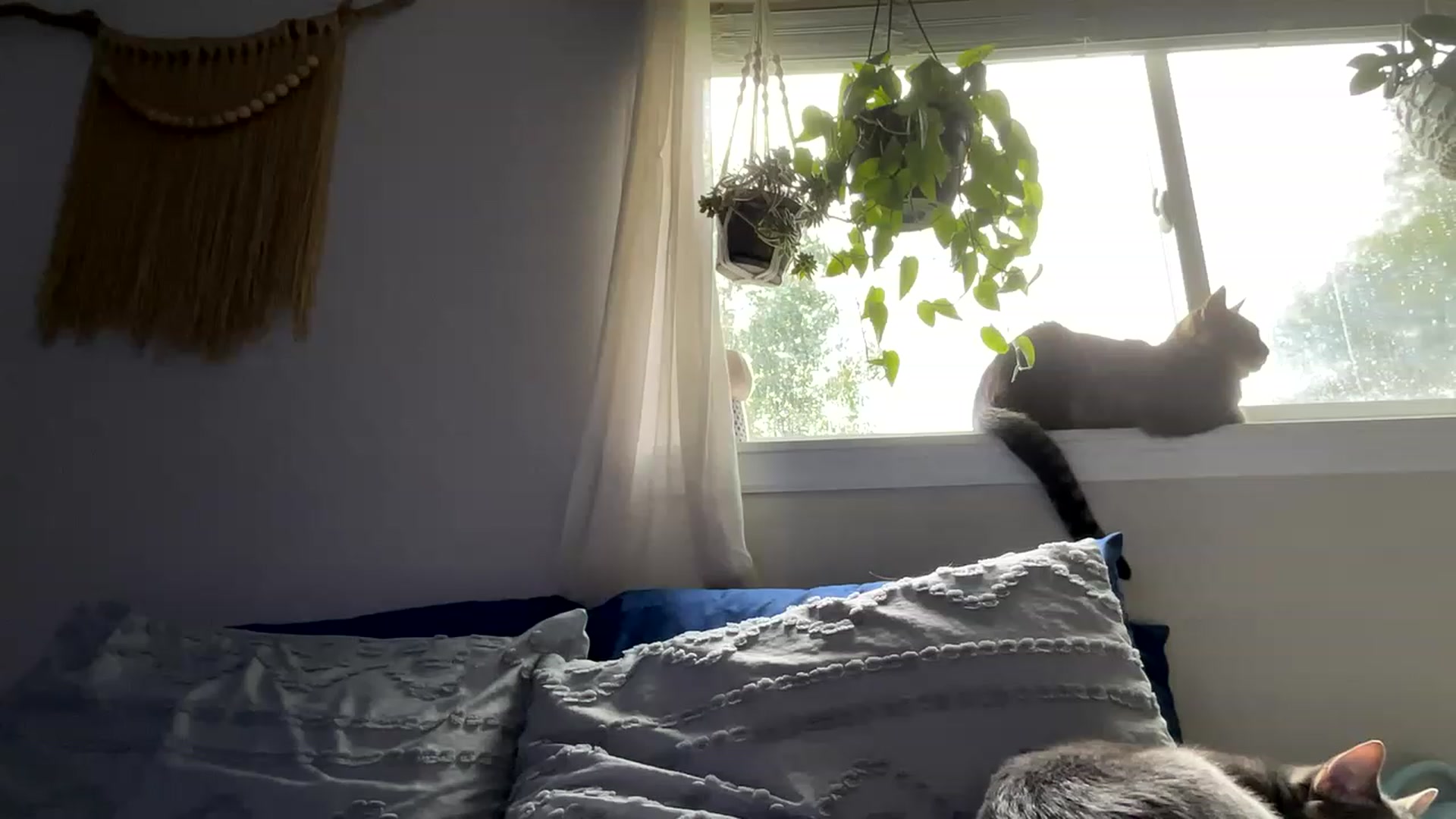 Gallery image thumbnail from Plantbabeee's myfreecams stream on, 06/12/2023, 18:07 image 3 of 20