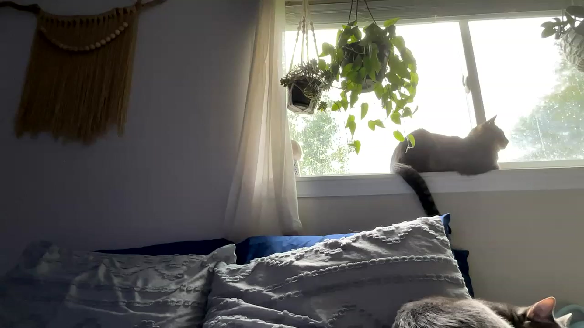 Gallery image thumbnail from Plantbabeee's myfreecams stream on, 06/12/2023, 18:07 image 4 of 20