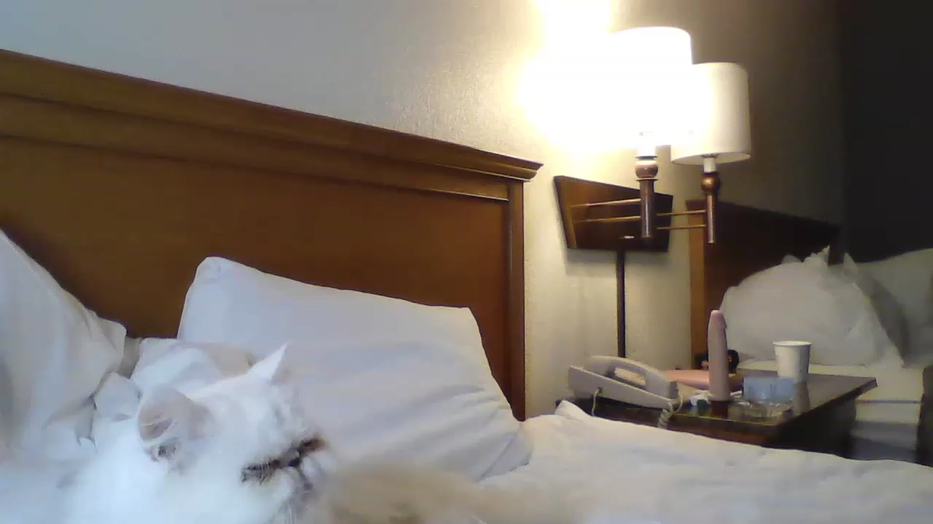 Gallery image thumbnail from PlaytimeKitty's myfreecams stream on, 01/20/2023, 22:37 image 13 of 20