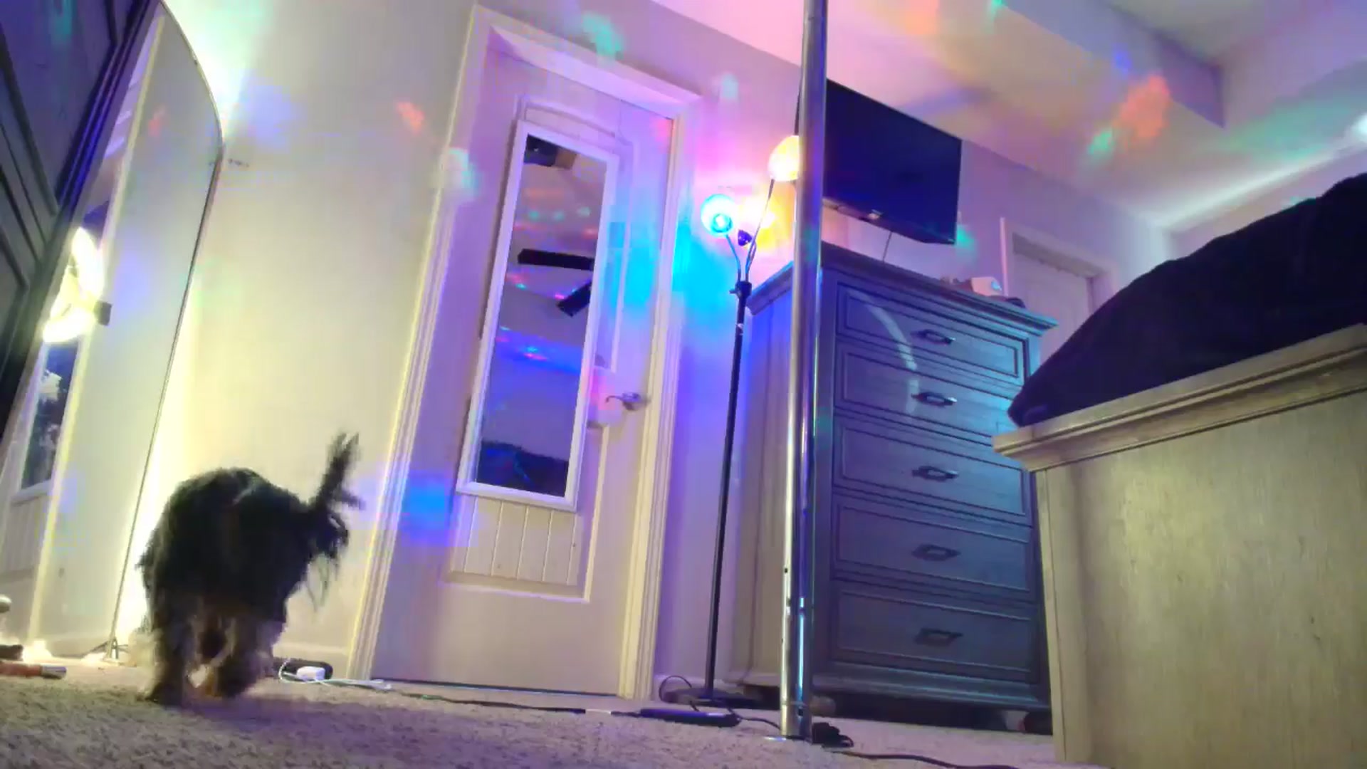 Gallery image thumbnail from PoleBunnyXxx's myfreecams stream on, 01/12/2026, 21:22 image 11 of 20