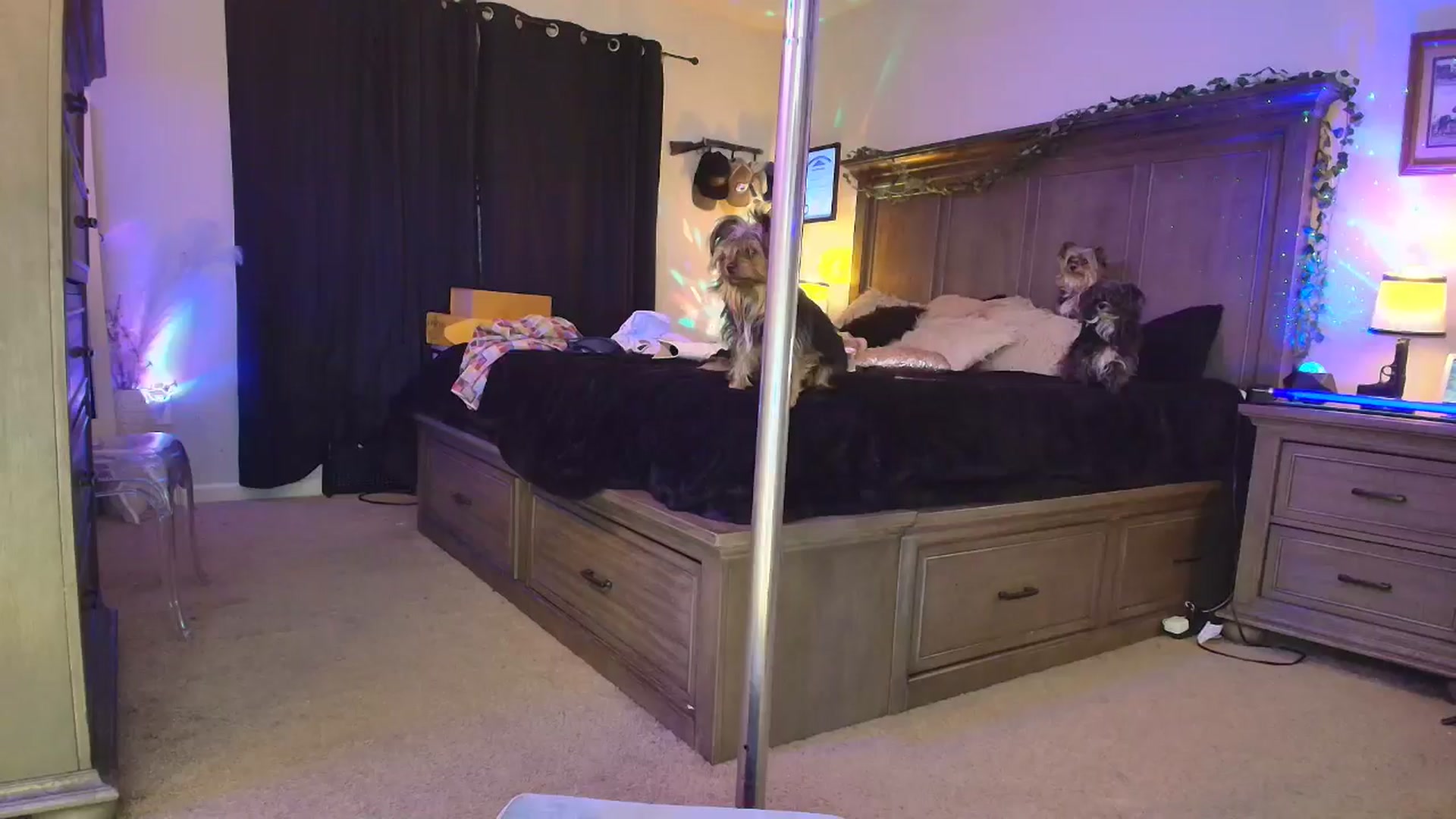 Gallery image thumbnail from PoleBunnyXxx's myfreecams stream on, 03/02/2026, 03:18 image 16 of 20
