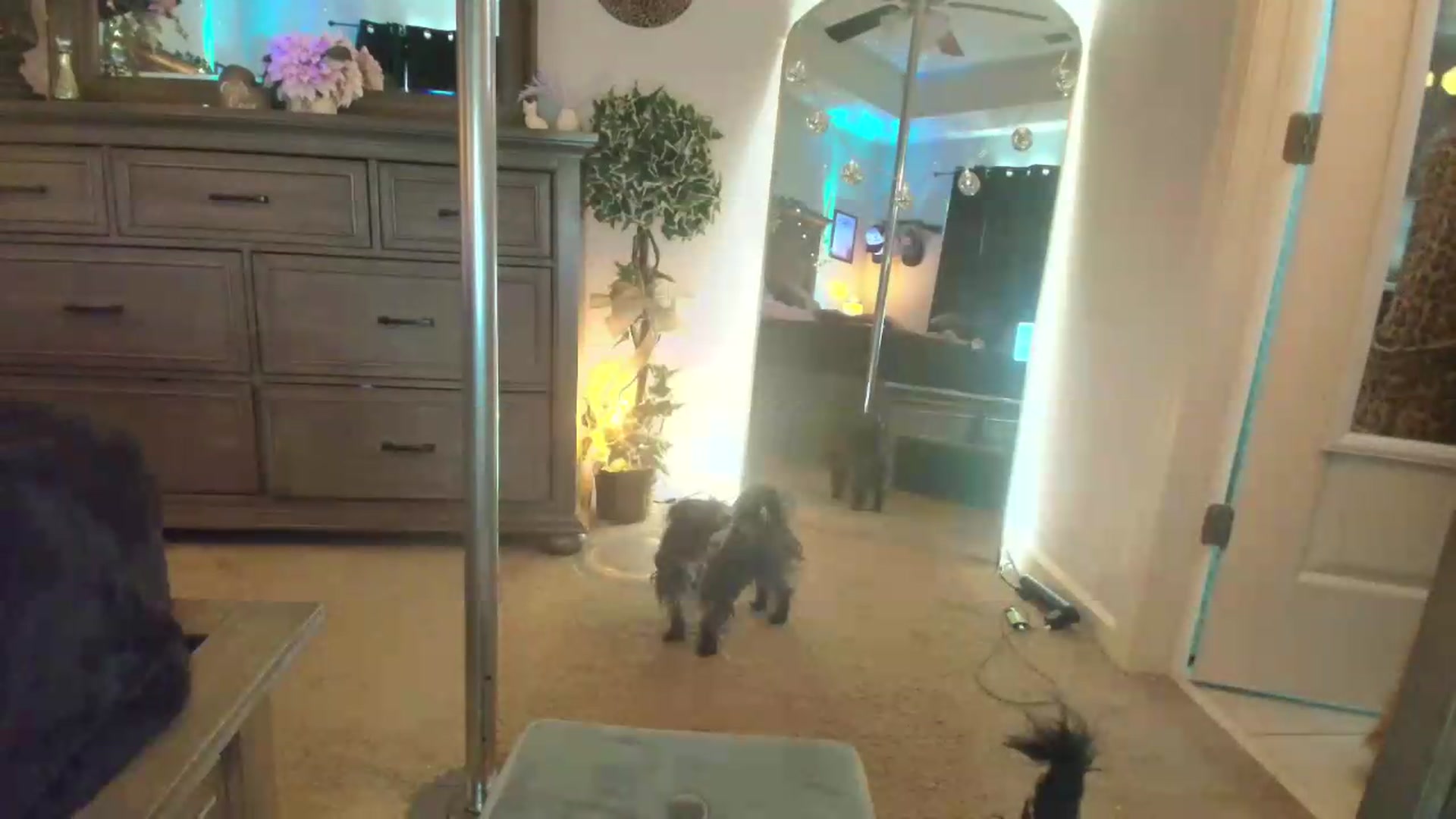 Gallery image thumbnail from PoleBunnyXxx's myfreecams stream on, 05/04/2026, 22:17 image 7 of 20
