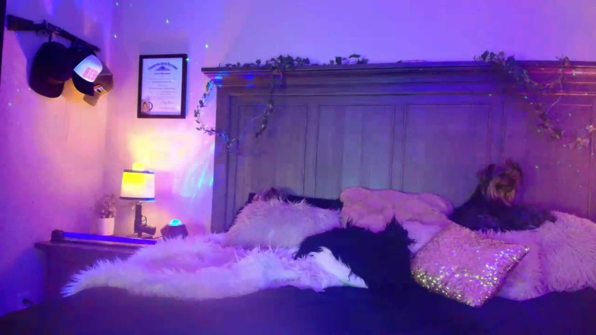 Gallery image thumbnail from PoleBunnyXxx's myfreecams stream on, 05/25/2026, 02:30 image 14 of 20