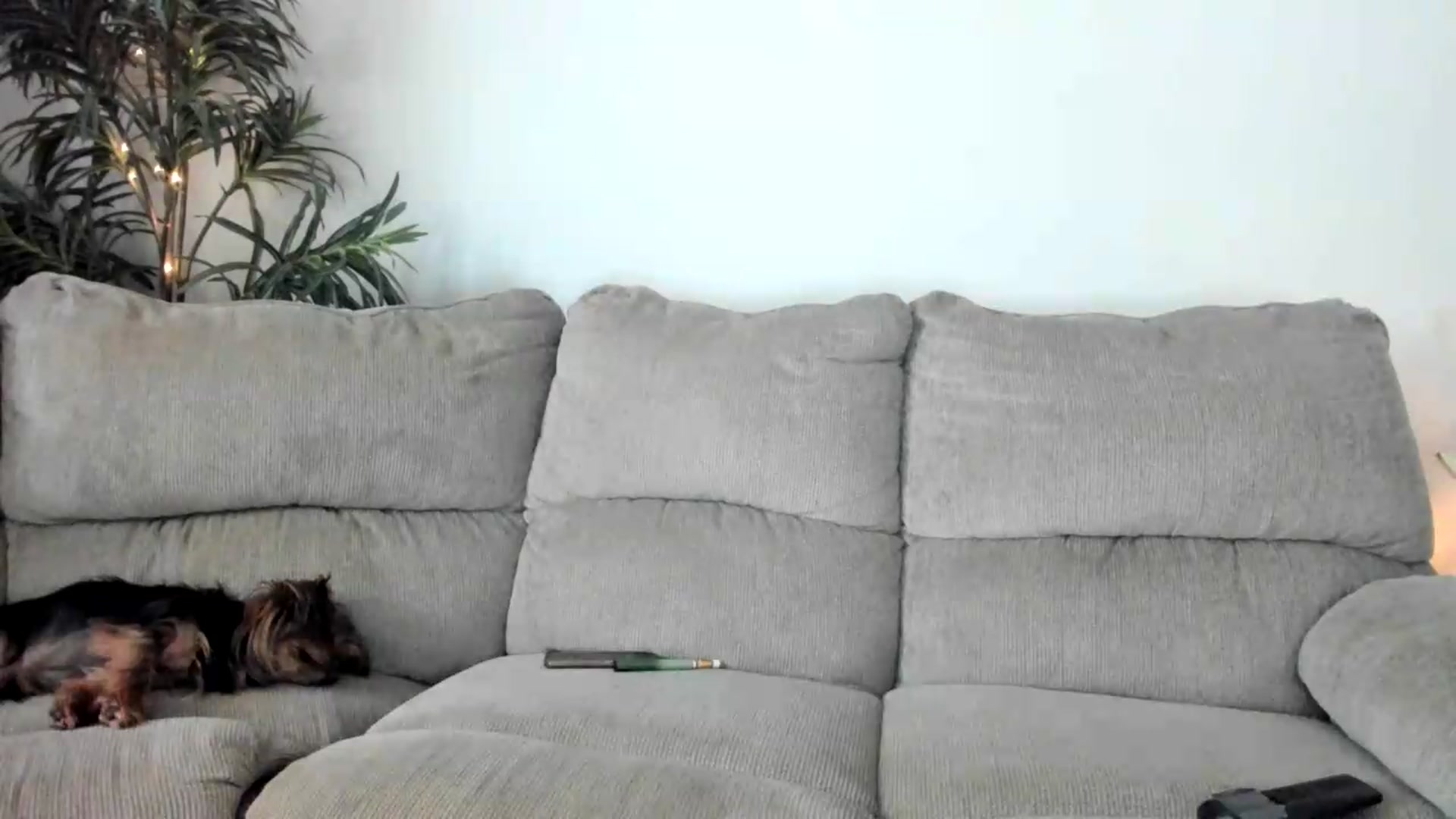 Gallery image thumbnail from PoleBunnyXxx's myfreecams stream on, 08/19/2026, 16:51 image 16 of 20