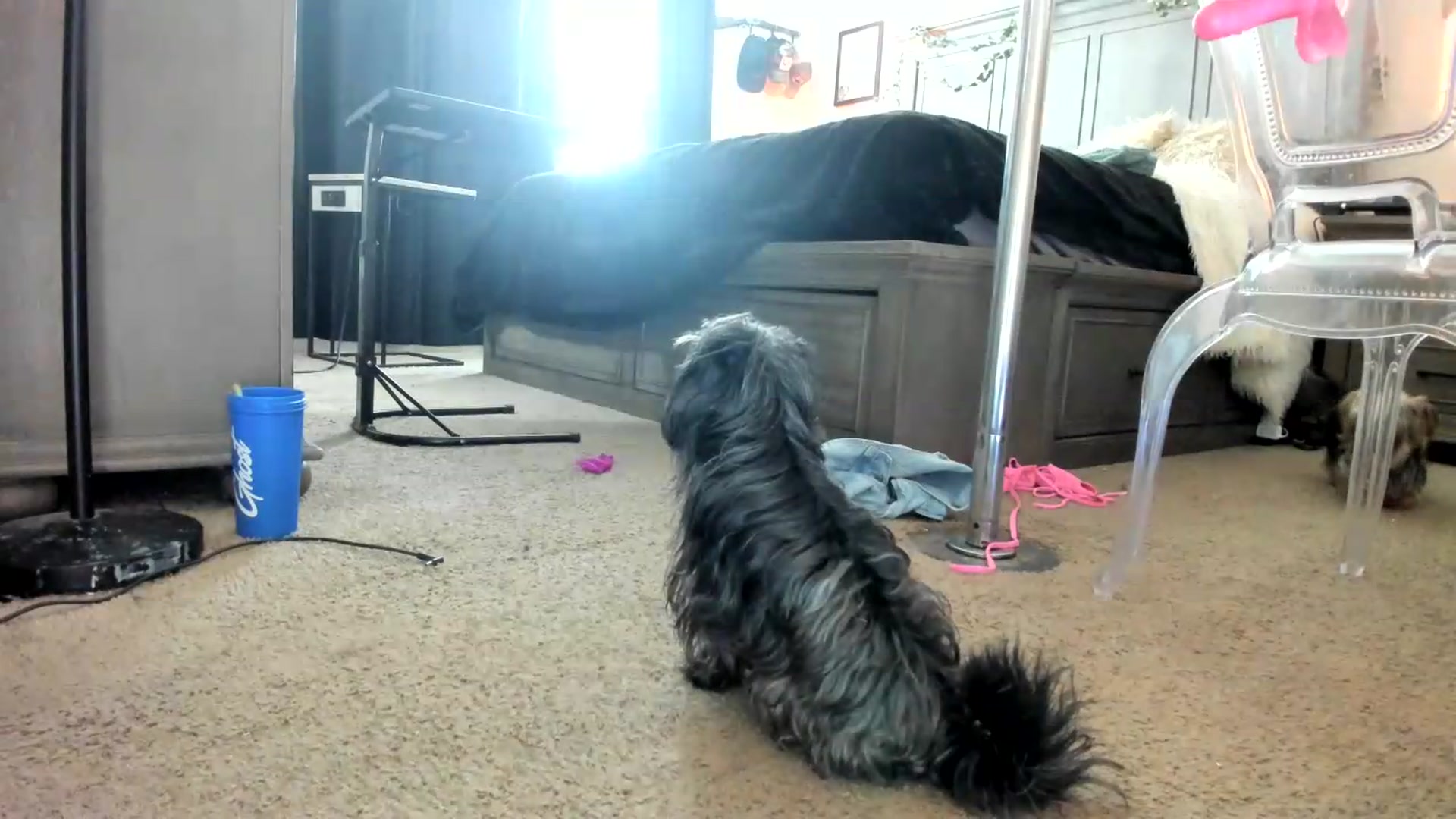 Gallery image thumbnail from PoleBunnyXxx's myfreecams stream on, 08/24/2026, 20:53 image 13 of 20