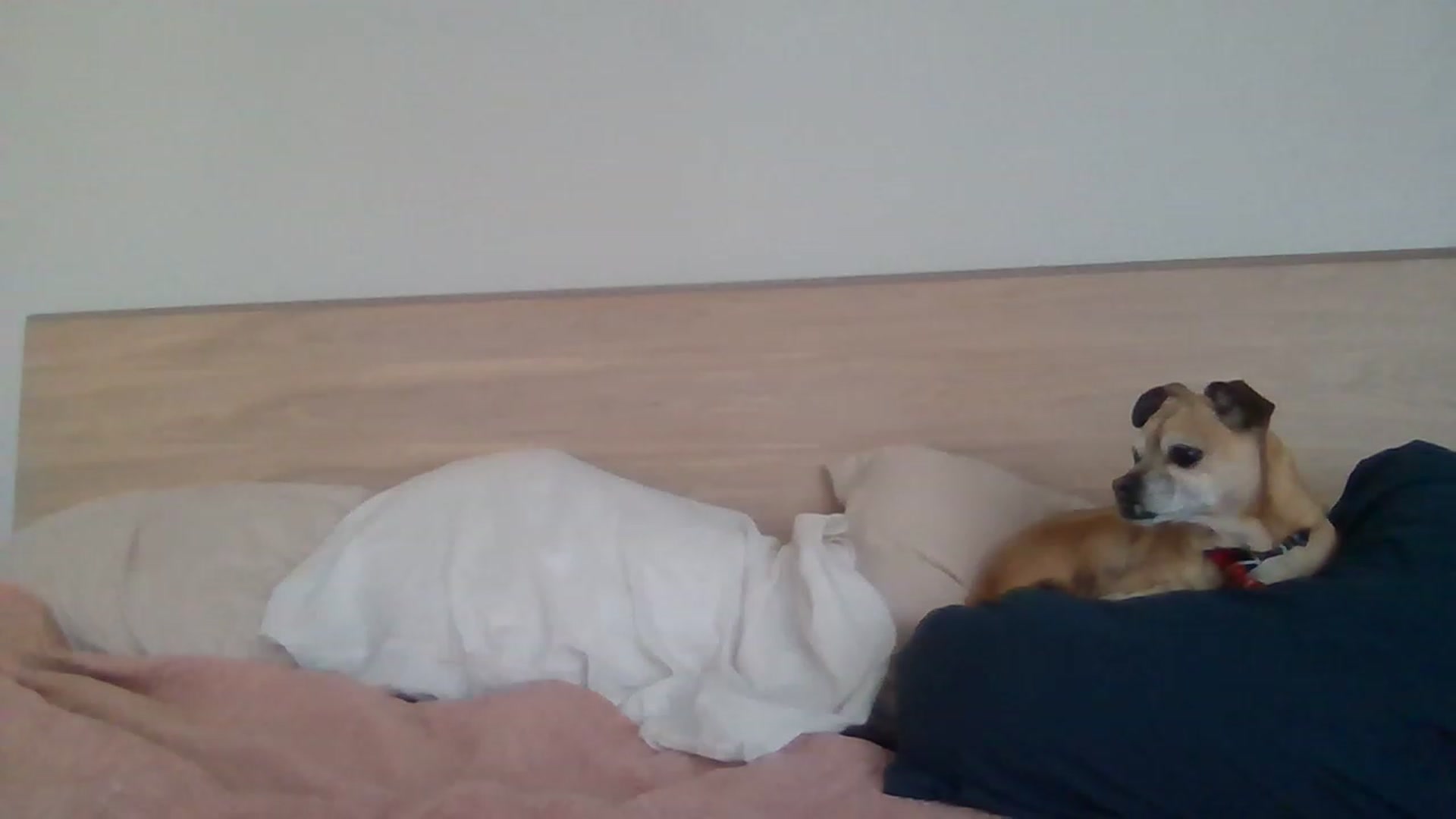 Gallery image thumbnail from PollyPockit's myfreecams stream on, 04/08/2023, 21:49 image 7 of 20