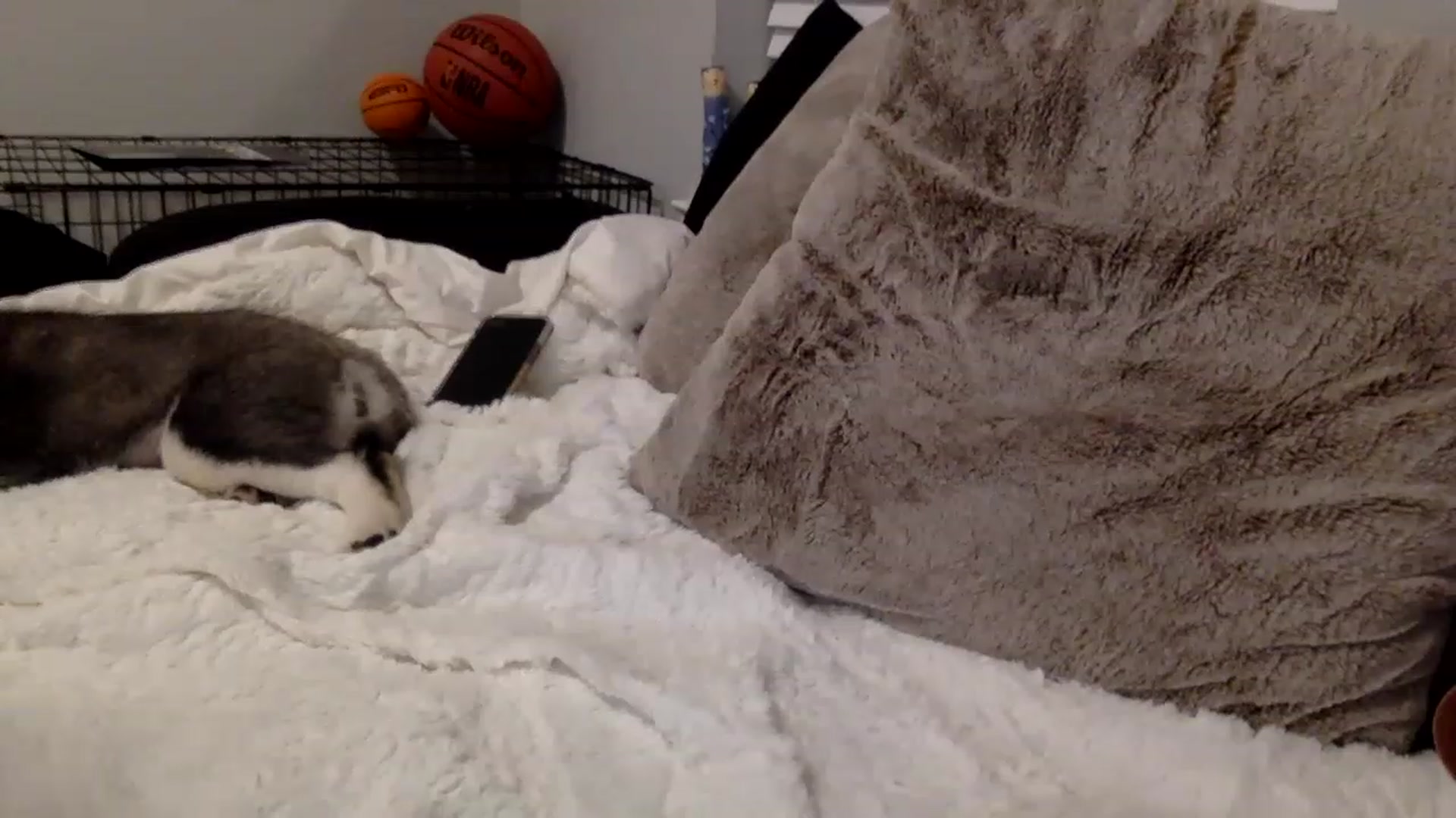 Gallery image thumbnail from Princesss25's myfreecams stream on, 01/30/2023, 04:03 image 3 of 20