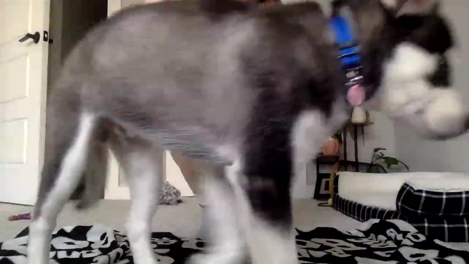Gallery image thumbnail from Princesss25's myfreecams stream on, 02/20/2023, 14:36 image 4 of 20